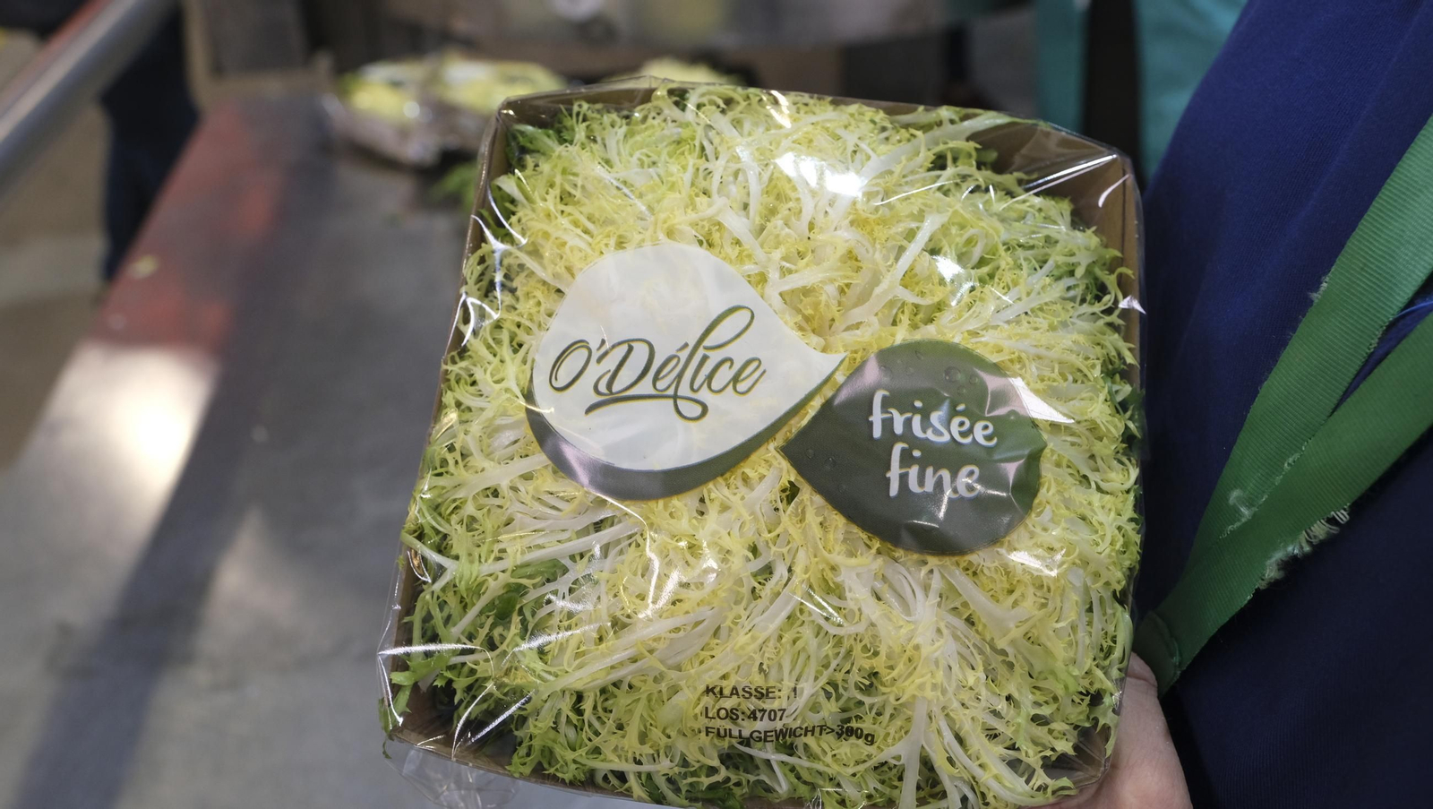 Desde Cuevas del Almanzora para el resto del mundo, las mejores escarolas con Cuadraspania, en imágenes