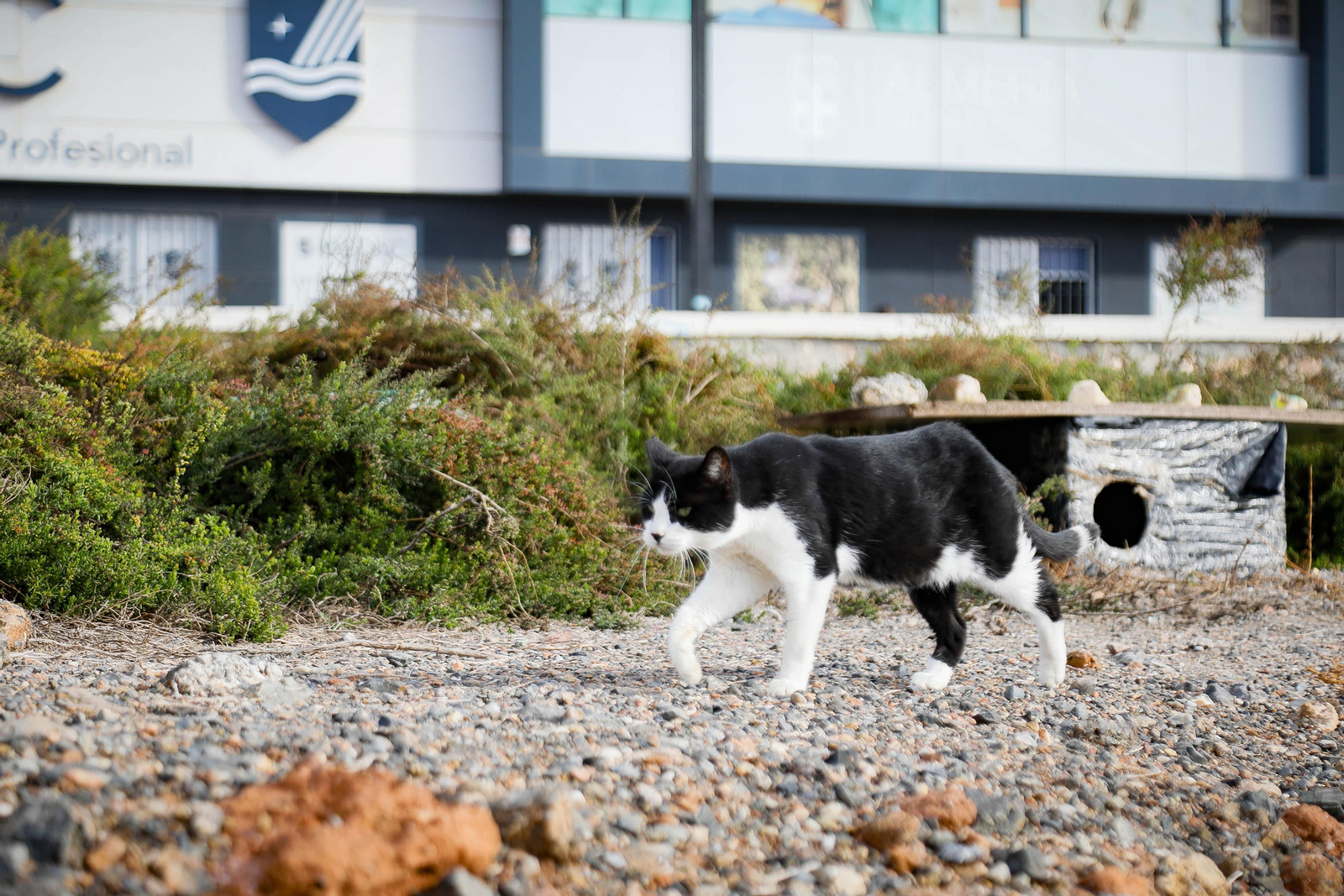 Uno de los gatos de la colonia aledaña al Club de Mar.