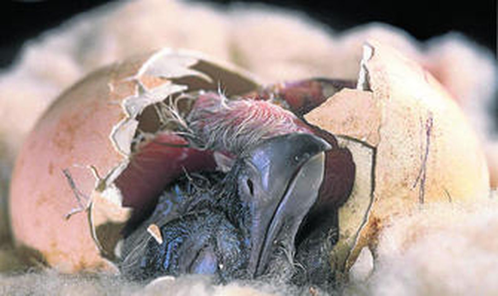 Imágenes de una especie en peligro de extinción