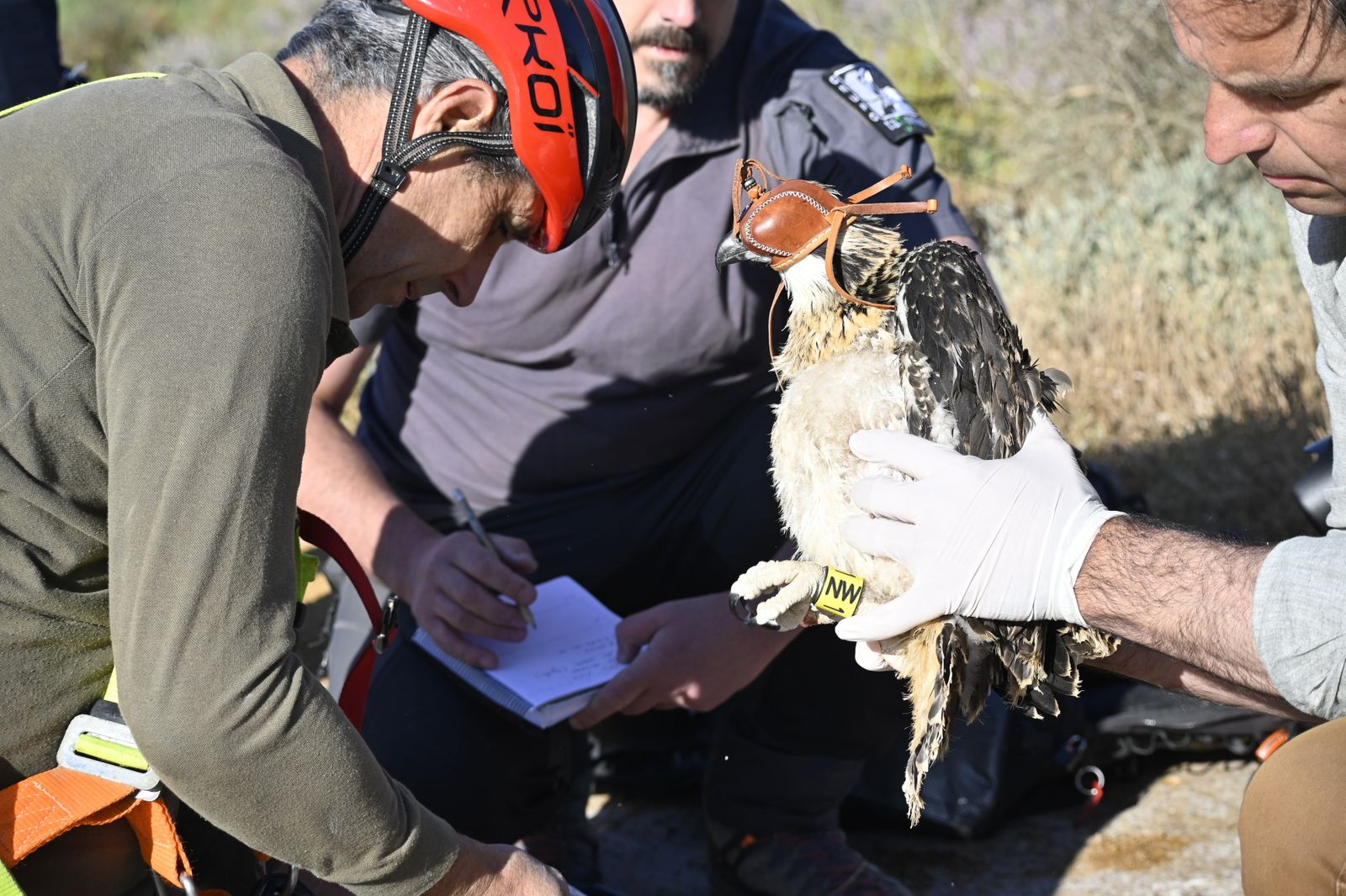 Anillamiento de tres pollos de águila pescadora nacidas en el Paraje Natural Marismas del Odiel