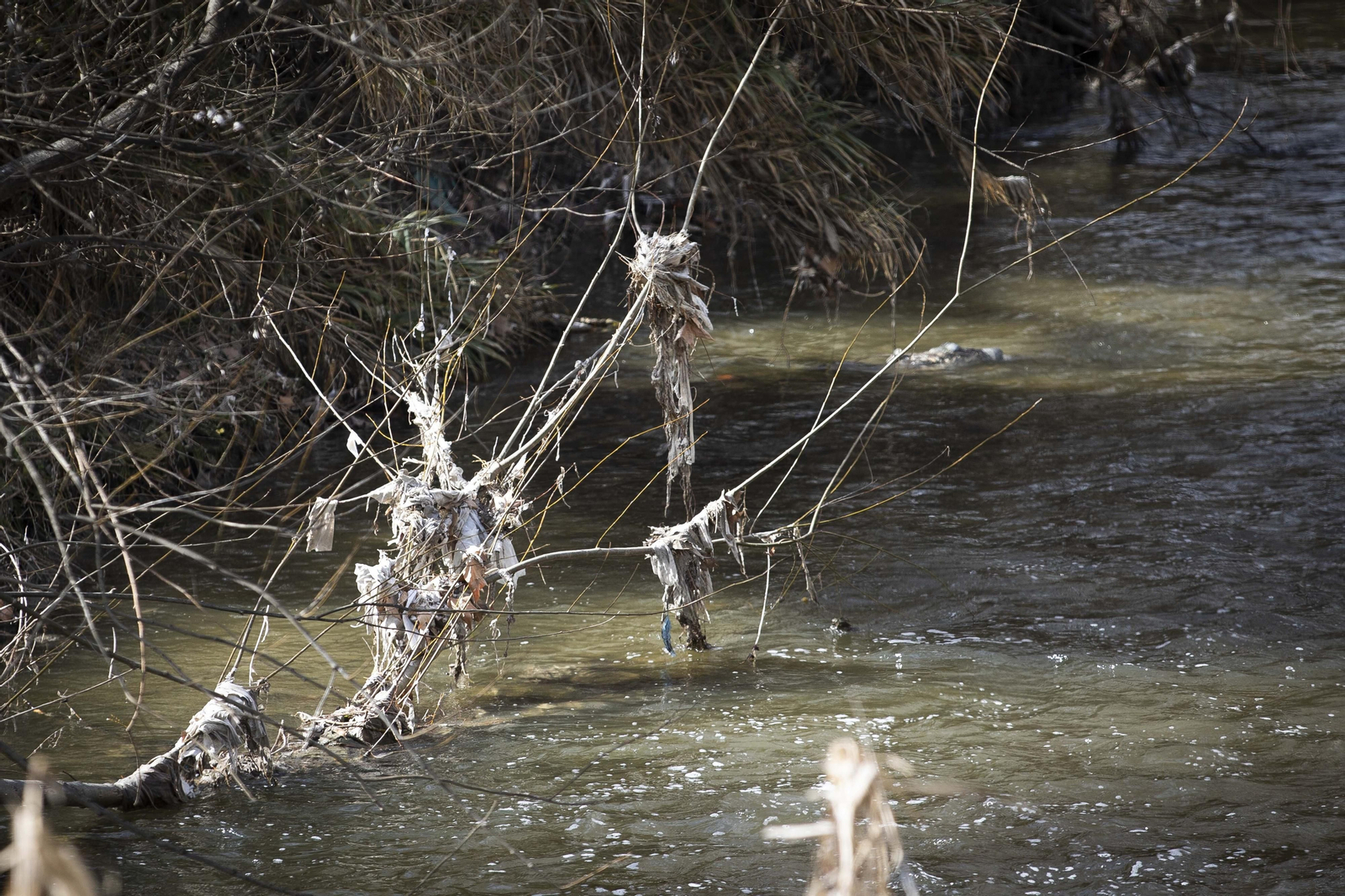 Las toallitas se acumulan en la vegetación del cauce del río Genil a la salida de Granada