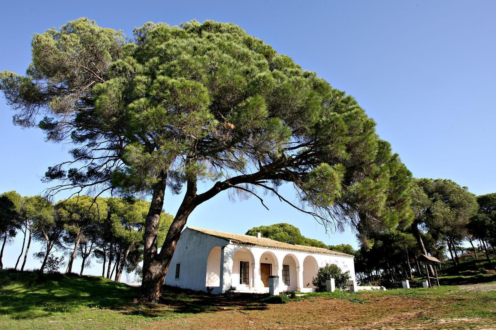La casa de Juan Ramón Jiménez en Fuentepiña, con el pino en primer plano.