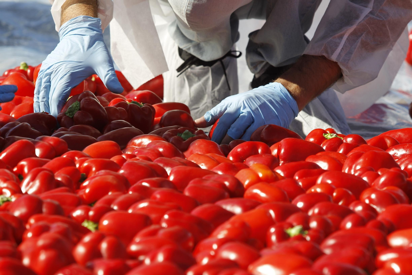 Fotogalería Récord Guinness Corazón Hortalizas Almería