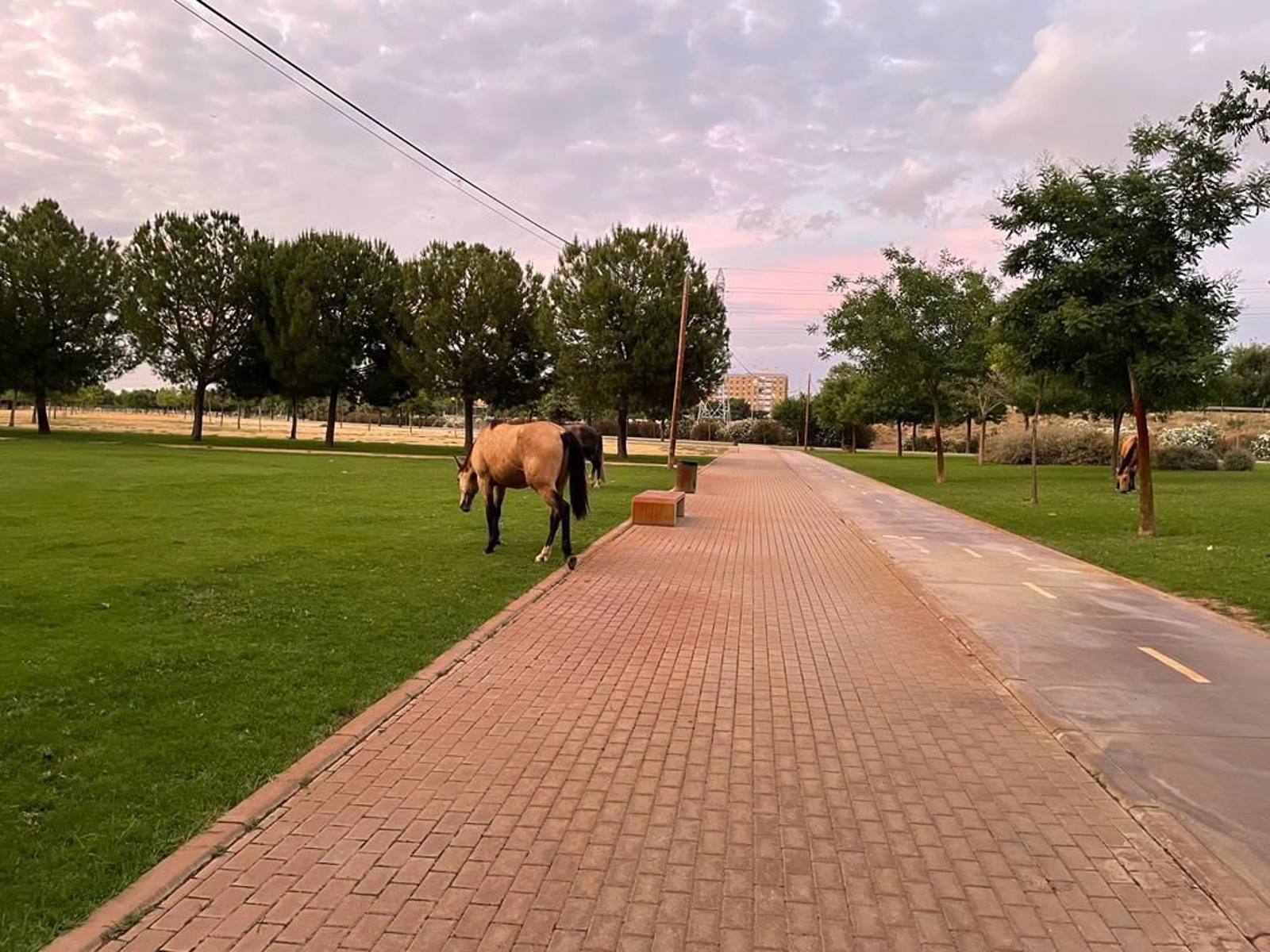 Caballos sueltos en el parque Vega de Triana de Sevilla