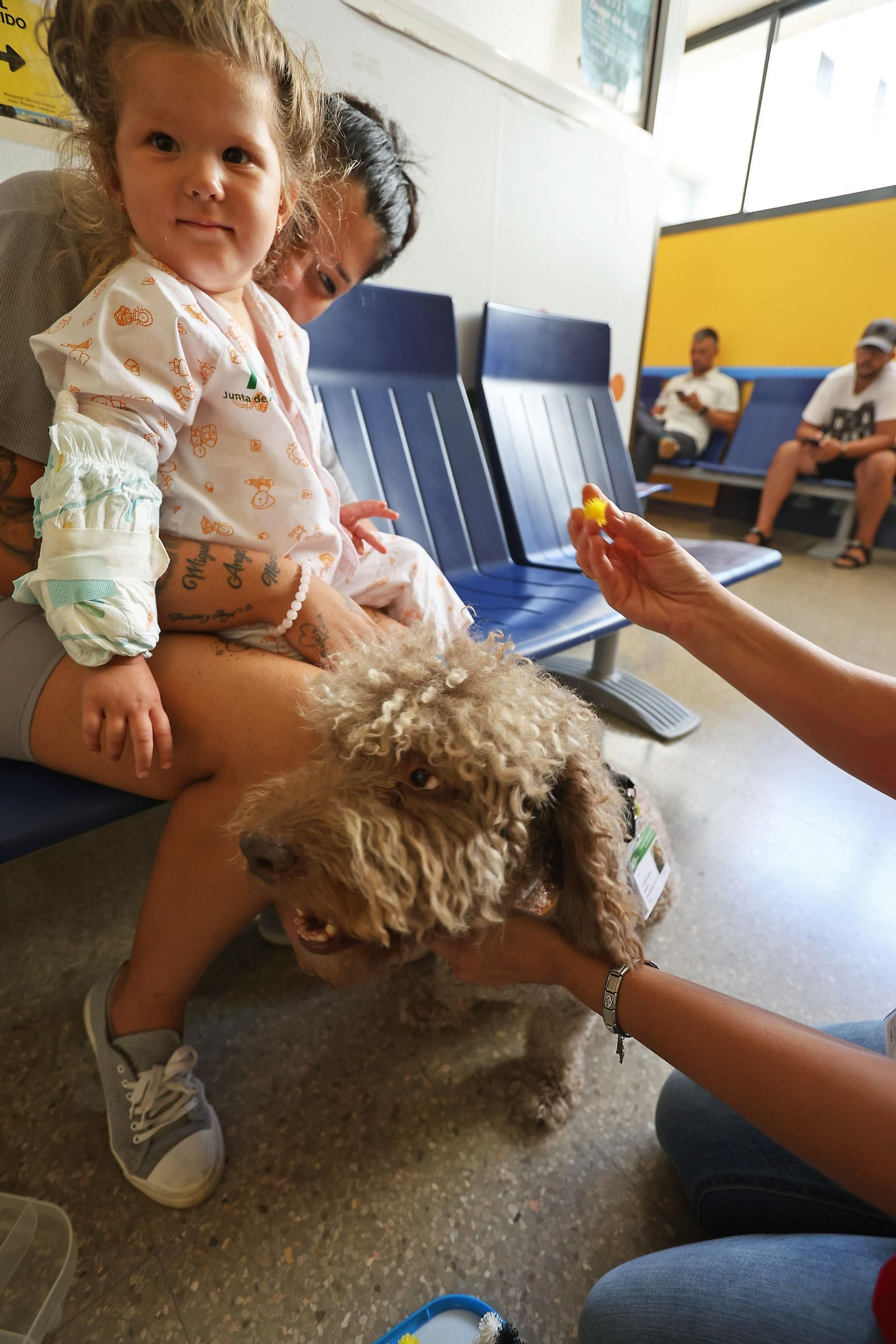 Las mejores imágenes de 'Tano', el perro que convive con los niños del hospital Juan Ramón Jiménez