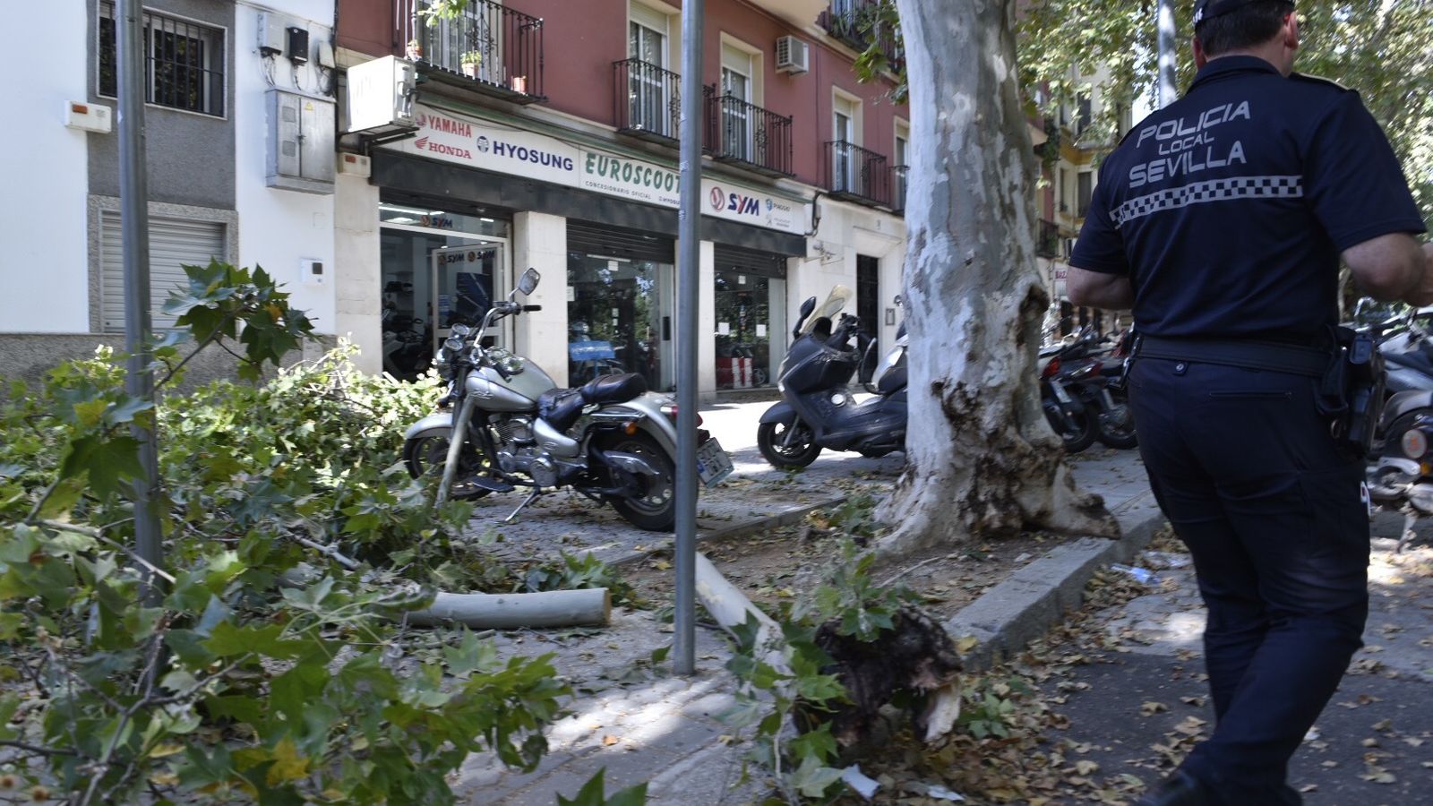 Árbol caído encima de moto en la Avenida de Cádiz.