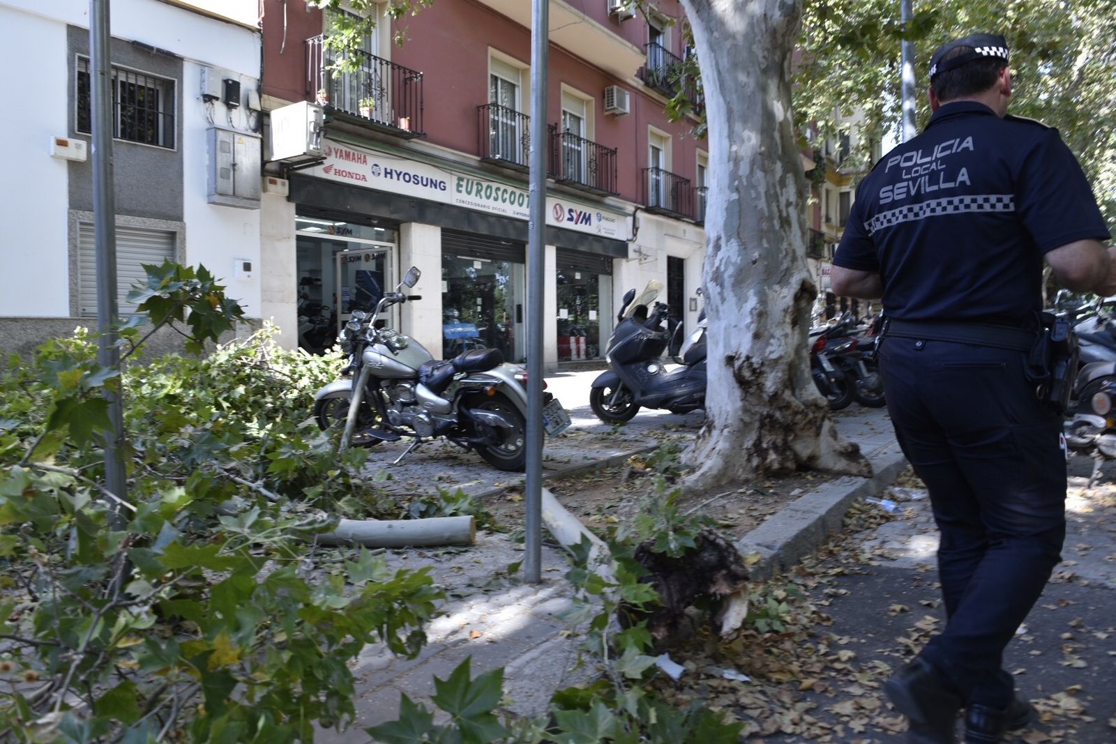 Árbol caído encima de moto en la Avenida de Cádiz.