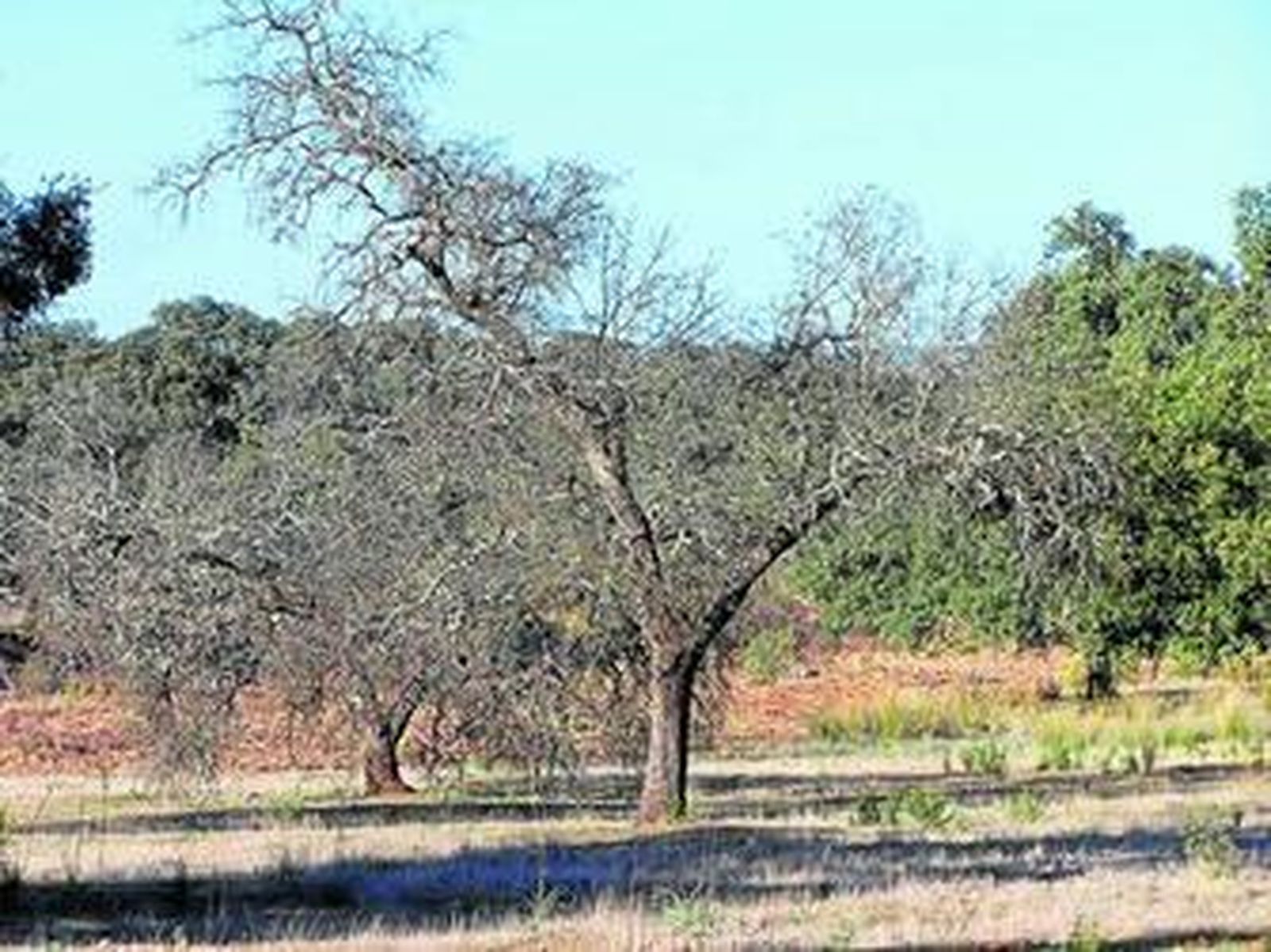 La seca del encinar está afectando gravemente a la dehesa onubense.