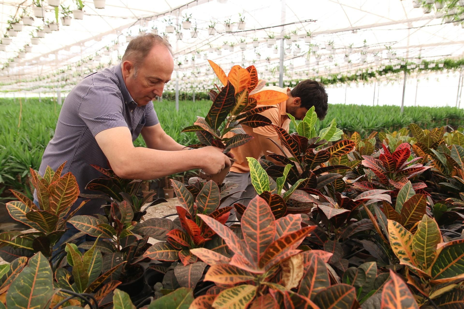Imágenes de la venta de planta planta ornamental y flor cortada de Vícar