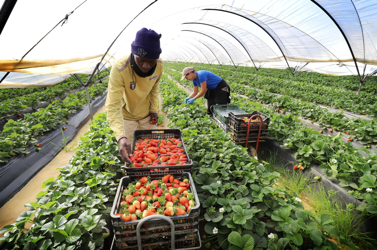 Imágenes de la realidad del trabajo en el campo
