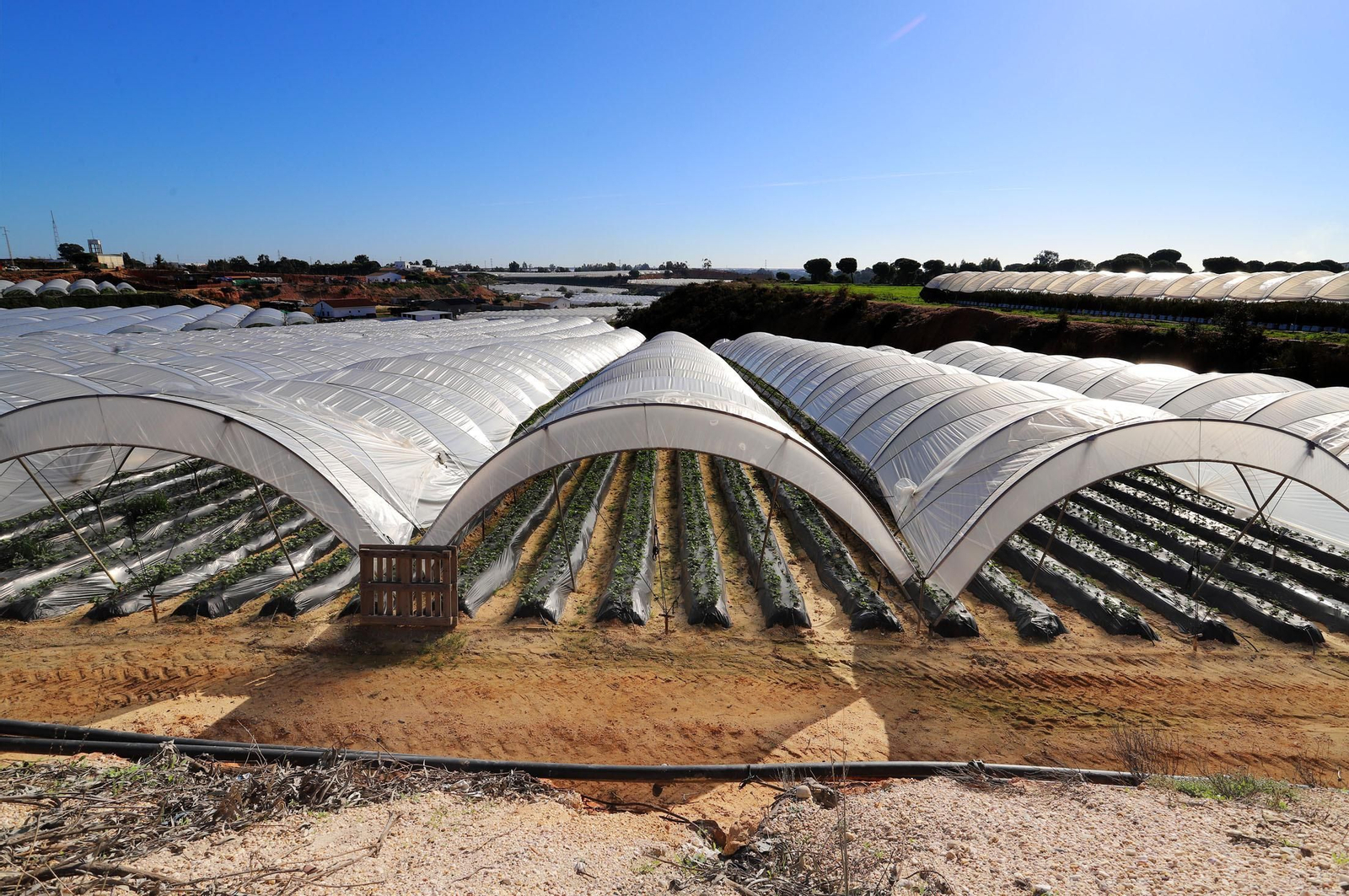 Los frutos rojos son la principal baza exportadora de la agroalimentación onubense.
