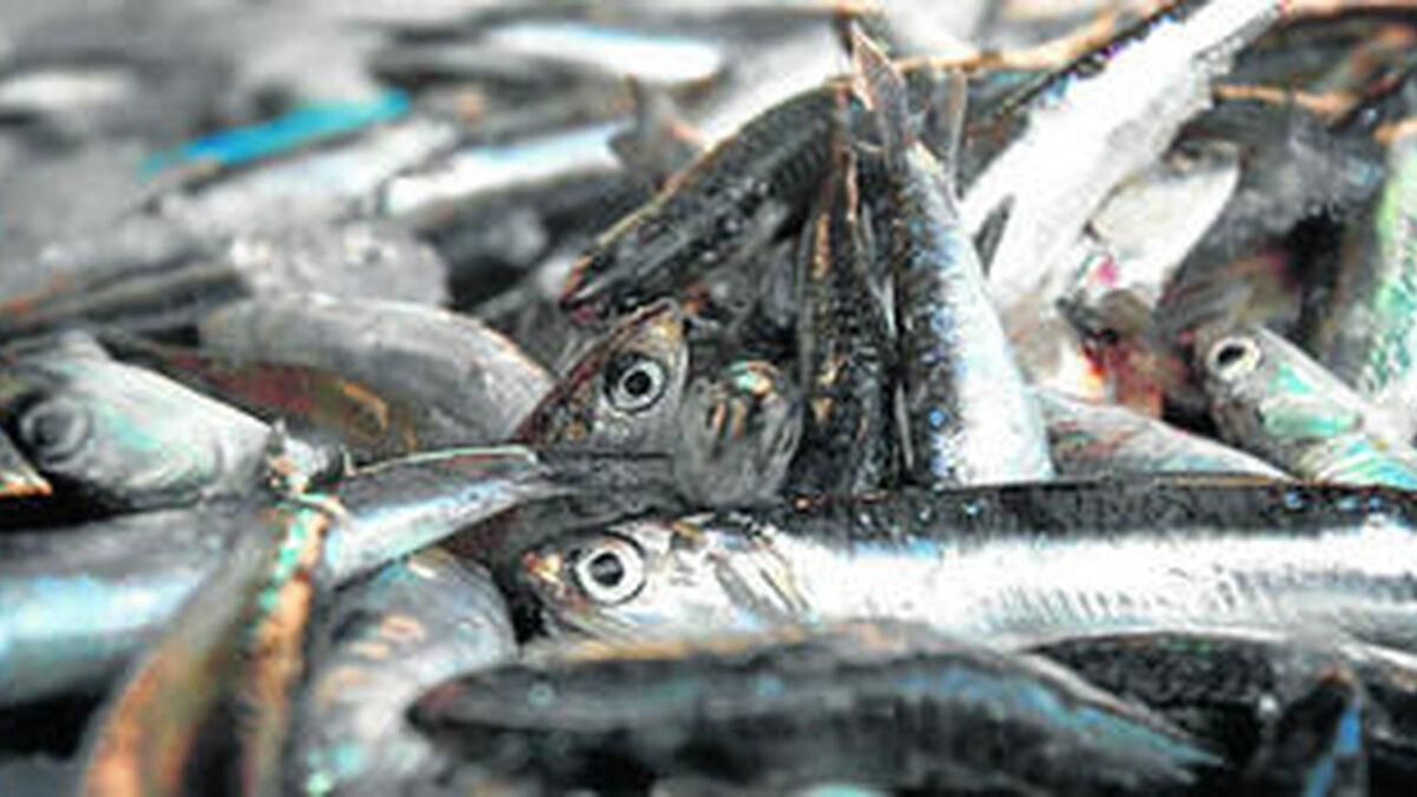 Los boquerones, una de las especies más recomendadas para su consumo
