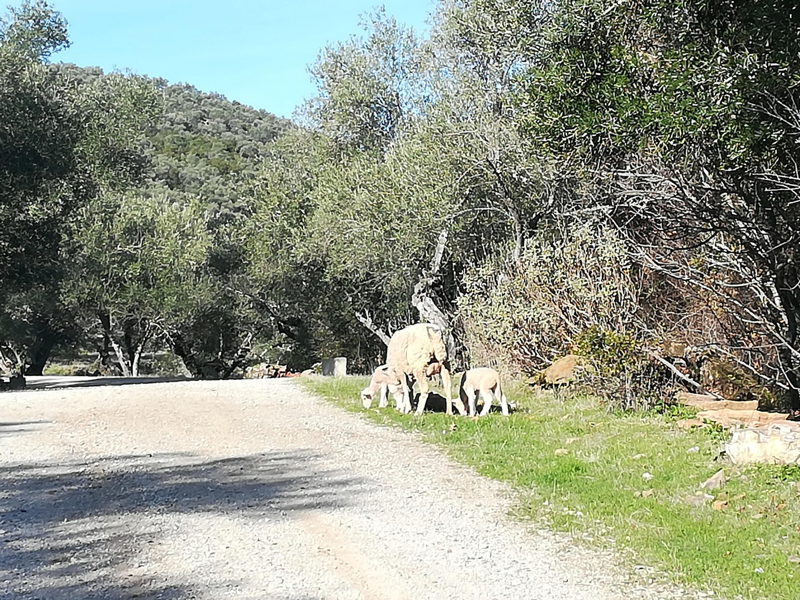La subida al Mojón en Santa Olalla del Cala