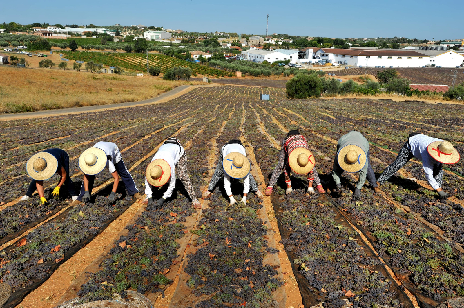 Así se elabora el vino Pedro Ximénez