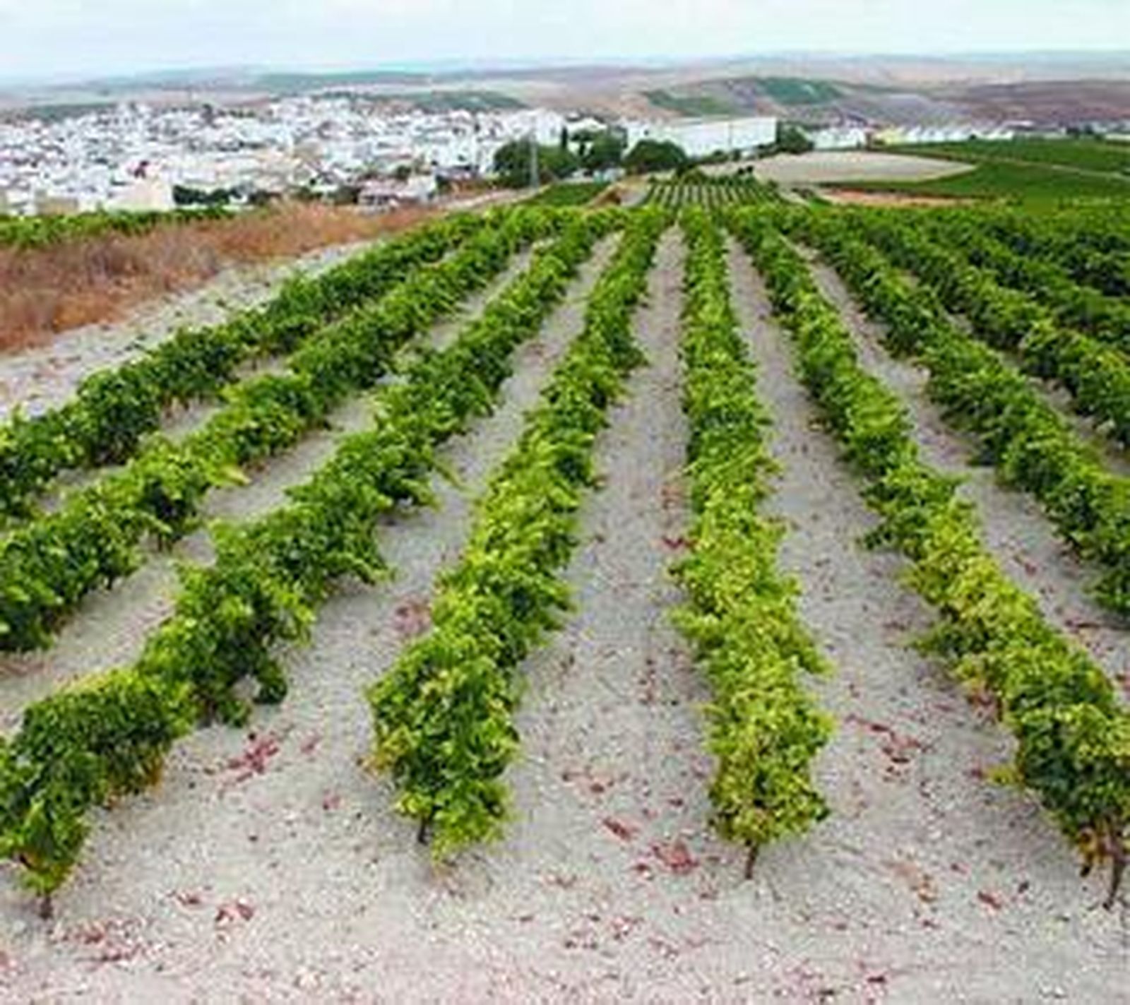 Uno de los viñedos de la villa de Trebujena.