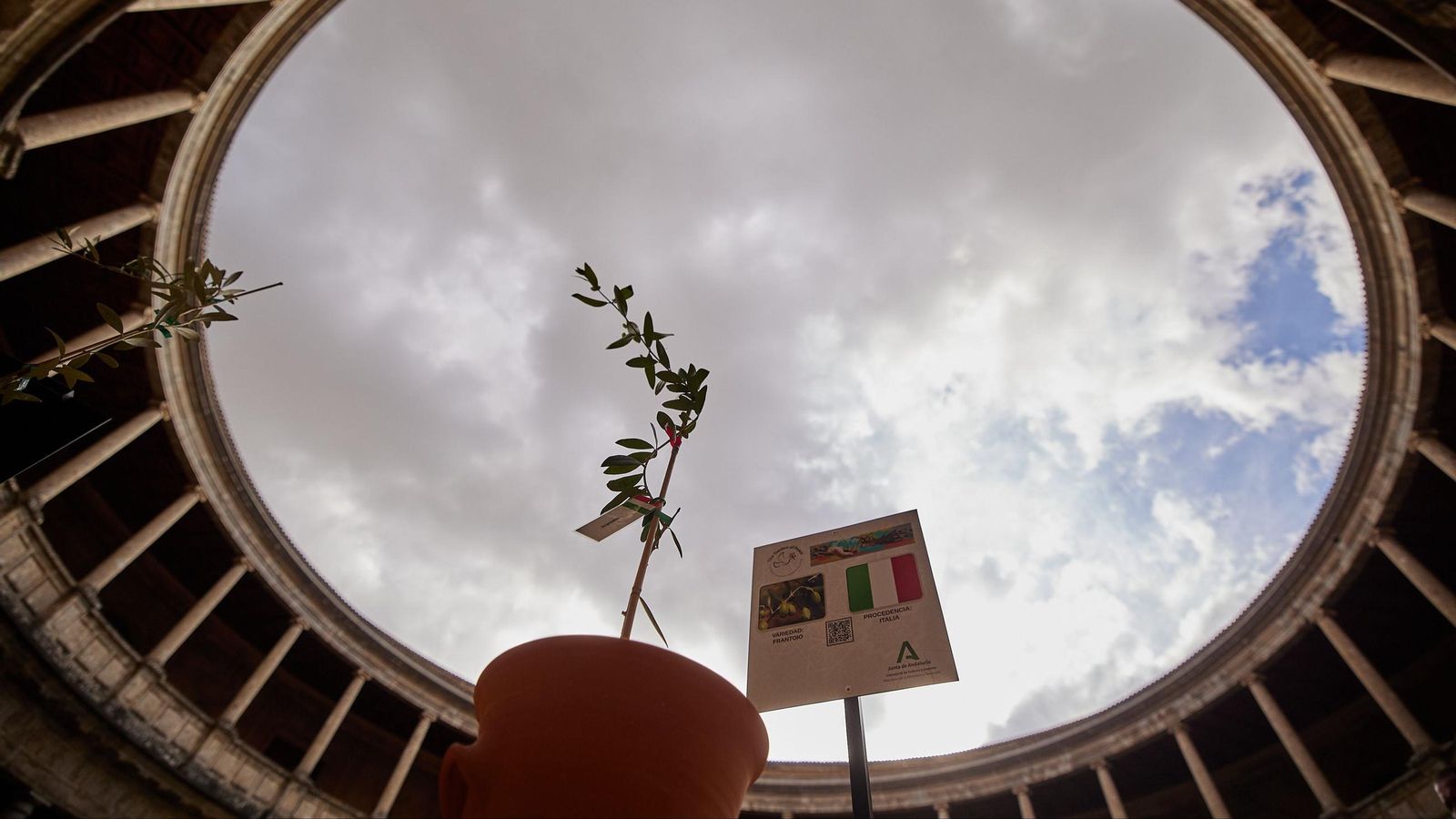 Plantación de un olivo como símbolo universal de la paz, en la iniciativa 'El Jardín de la Paz' antesala del Foro Mediterráneo en el Palacio de Carlos V