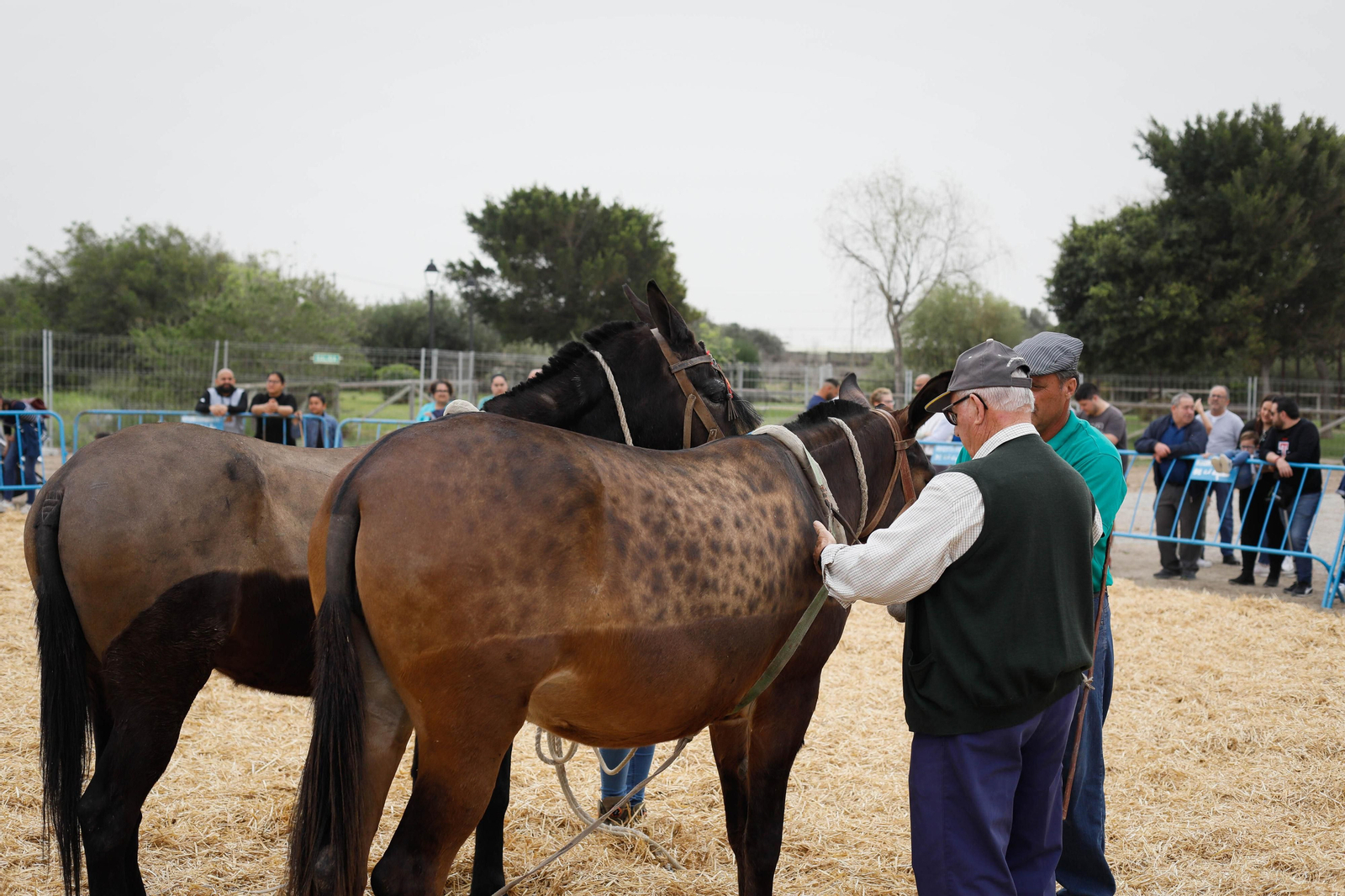 Galería de la Feria  de ganado en Tarambana