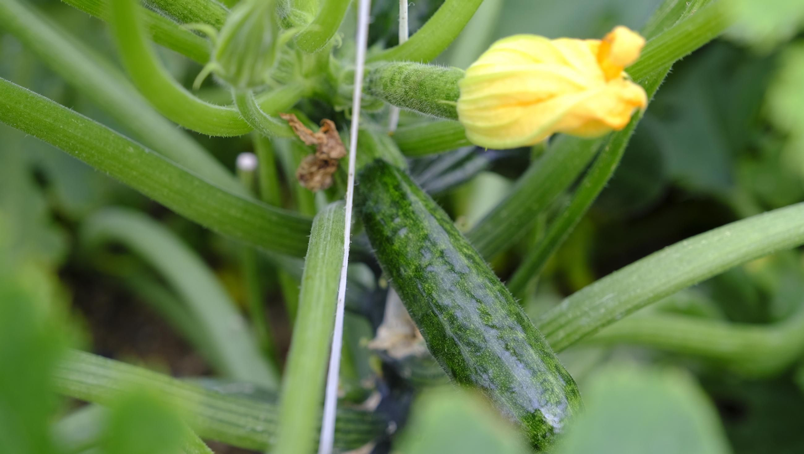 Así han atacado los virus a los calabacinos, en imágenes