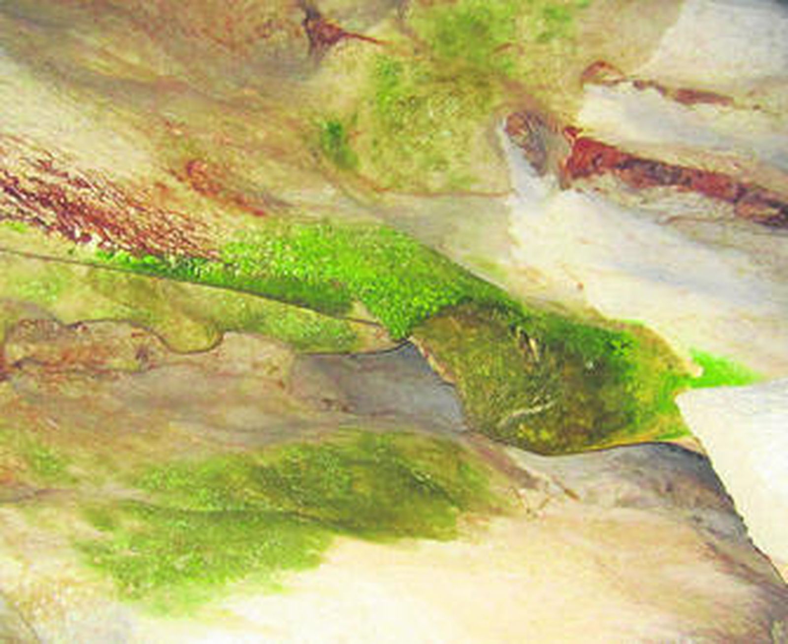 Imagen de los microorganismo en el interior de la Cueva del Tesoro.