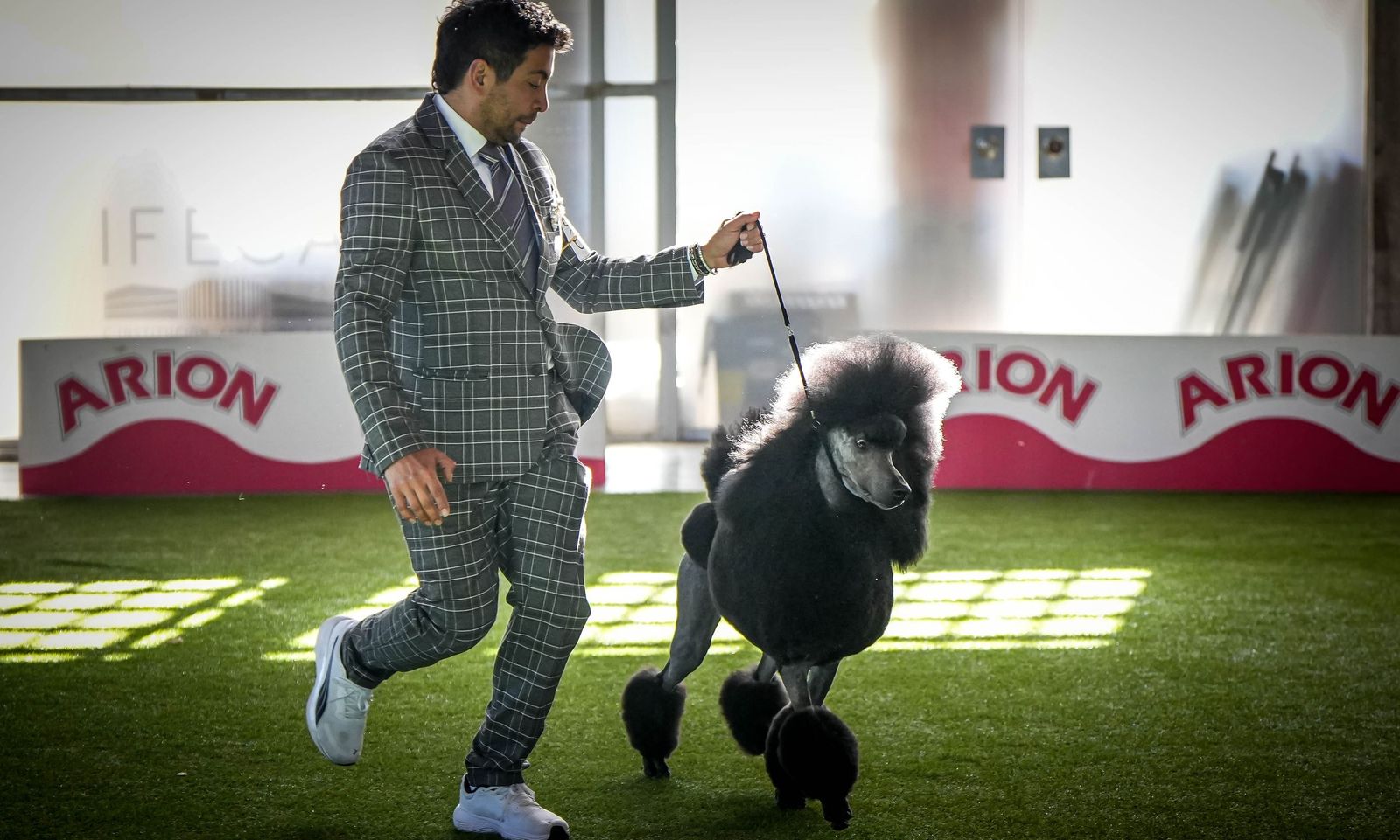 Espectacular exposición canina en Ifeca Jerez, en imágenes