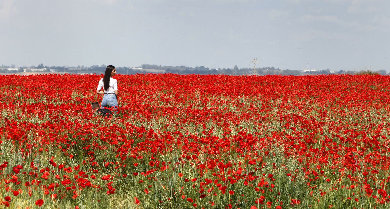 Campo de amapolas en Alcalá de Guadaira