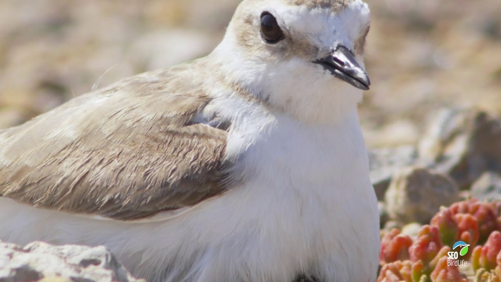 El chorlitejo patinegro, un ave en peligro de extinción.