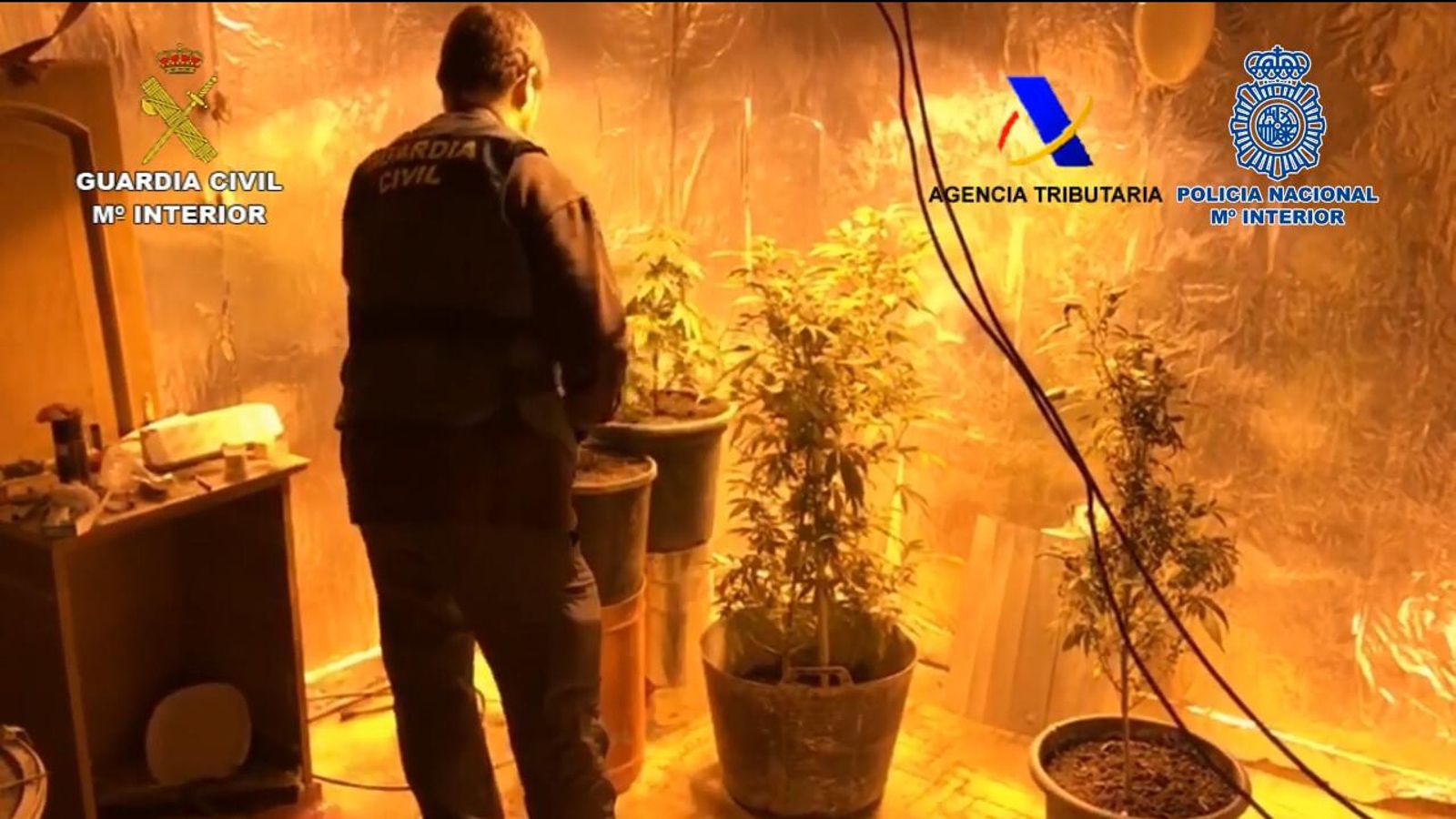Plantación de marihuana desmantelada por la Benemérita.