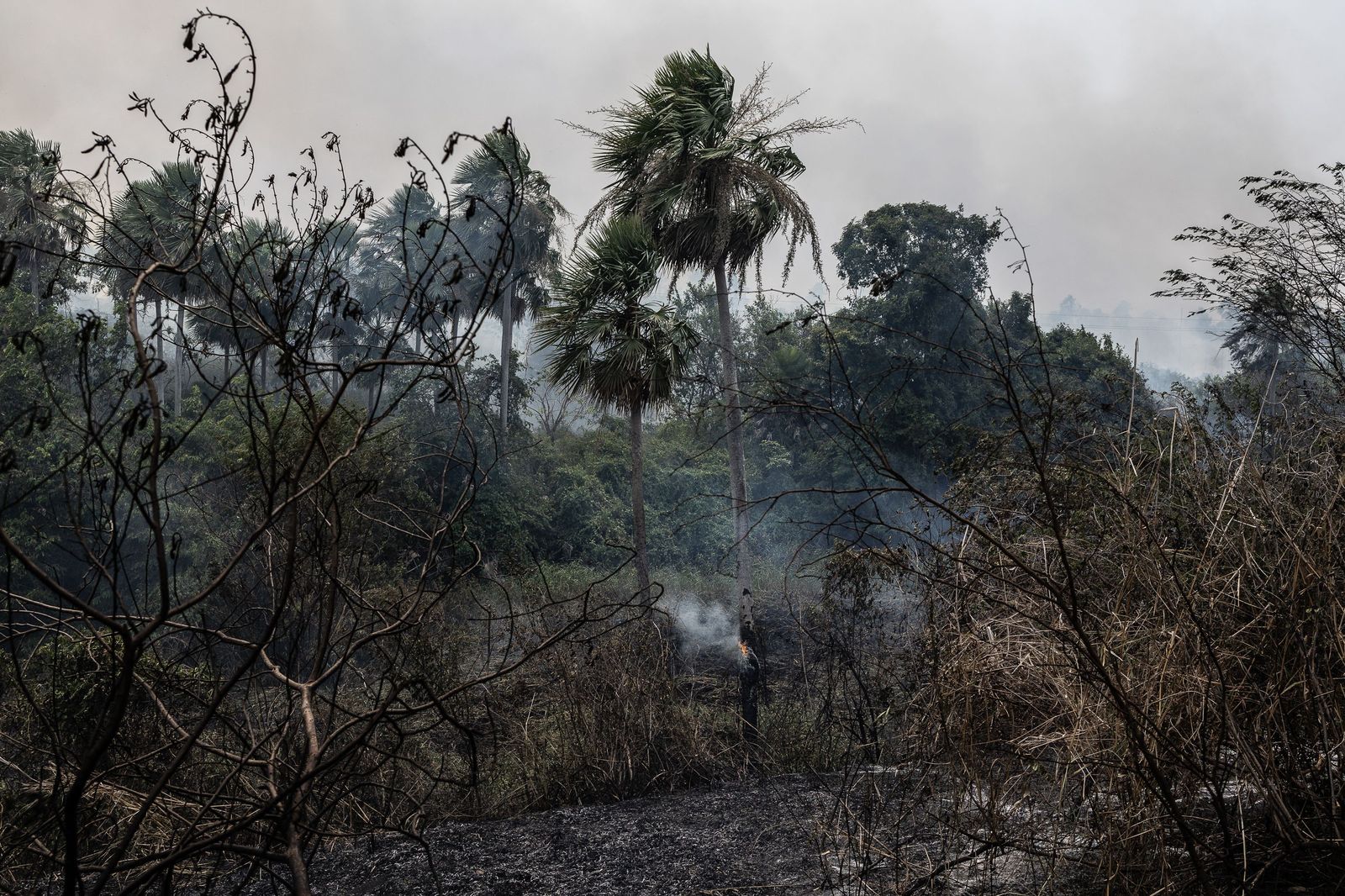 Las llamas convierten en una tumba al aire libre El Pantanal en Brasil