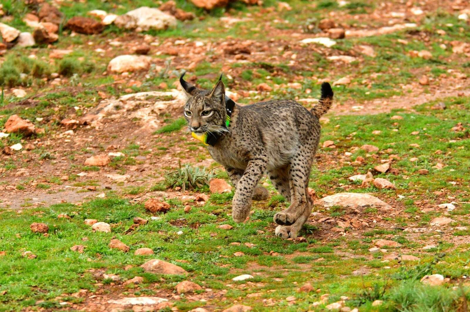Granada organiza una jornada temática para dar a conocer el lince entre los más pequeños