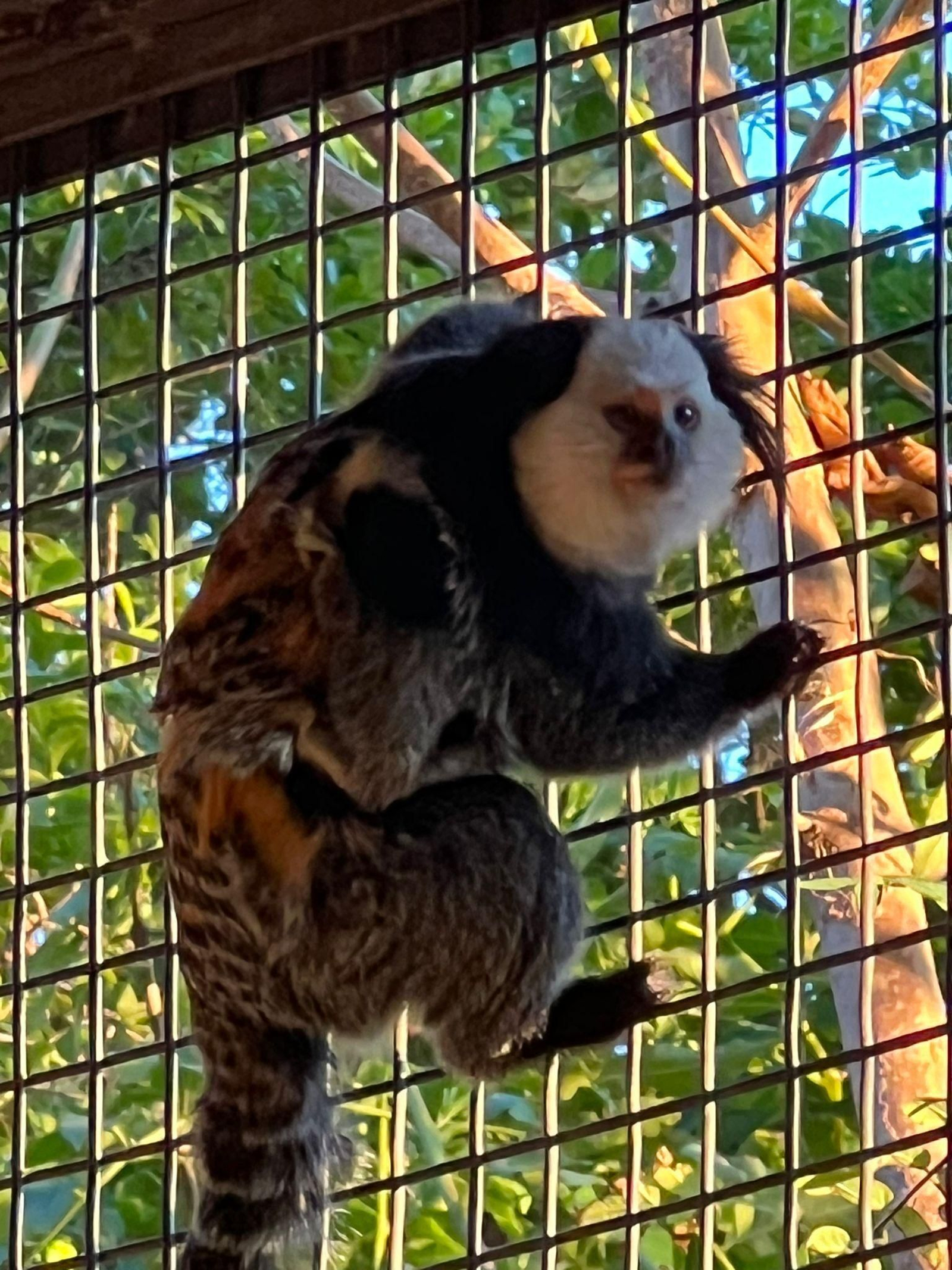 Titís de Geoffroy del Zoo de Jerez.