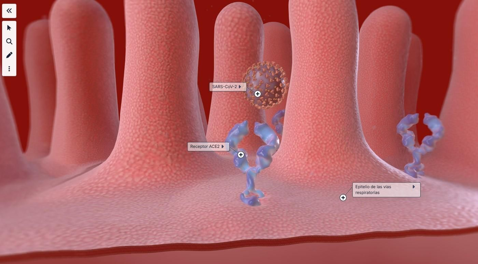 Infografía sobre el coronavirus atacando a una célula. Infografía sobre el coronavirus atacando a una célula.