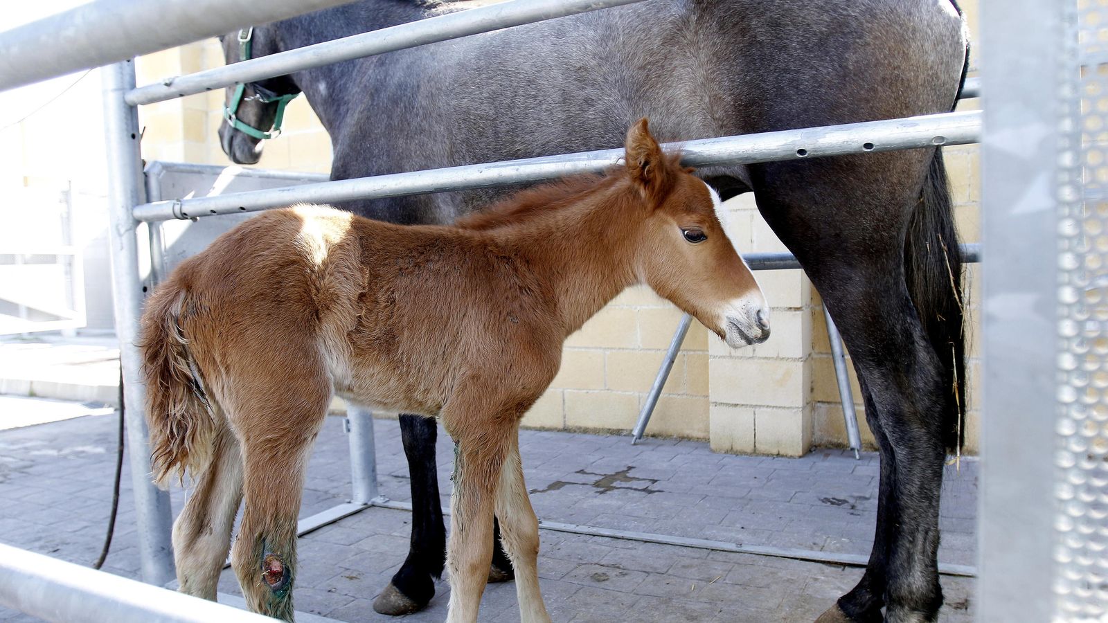 La yegua nacida en el zoosanitario, en primer plano.