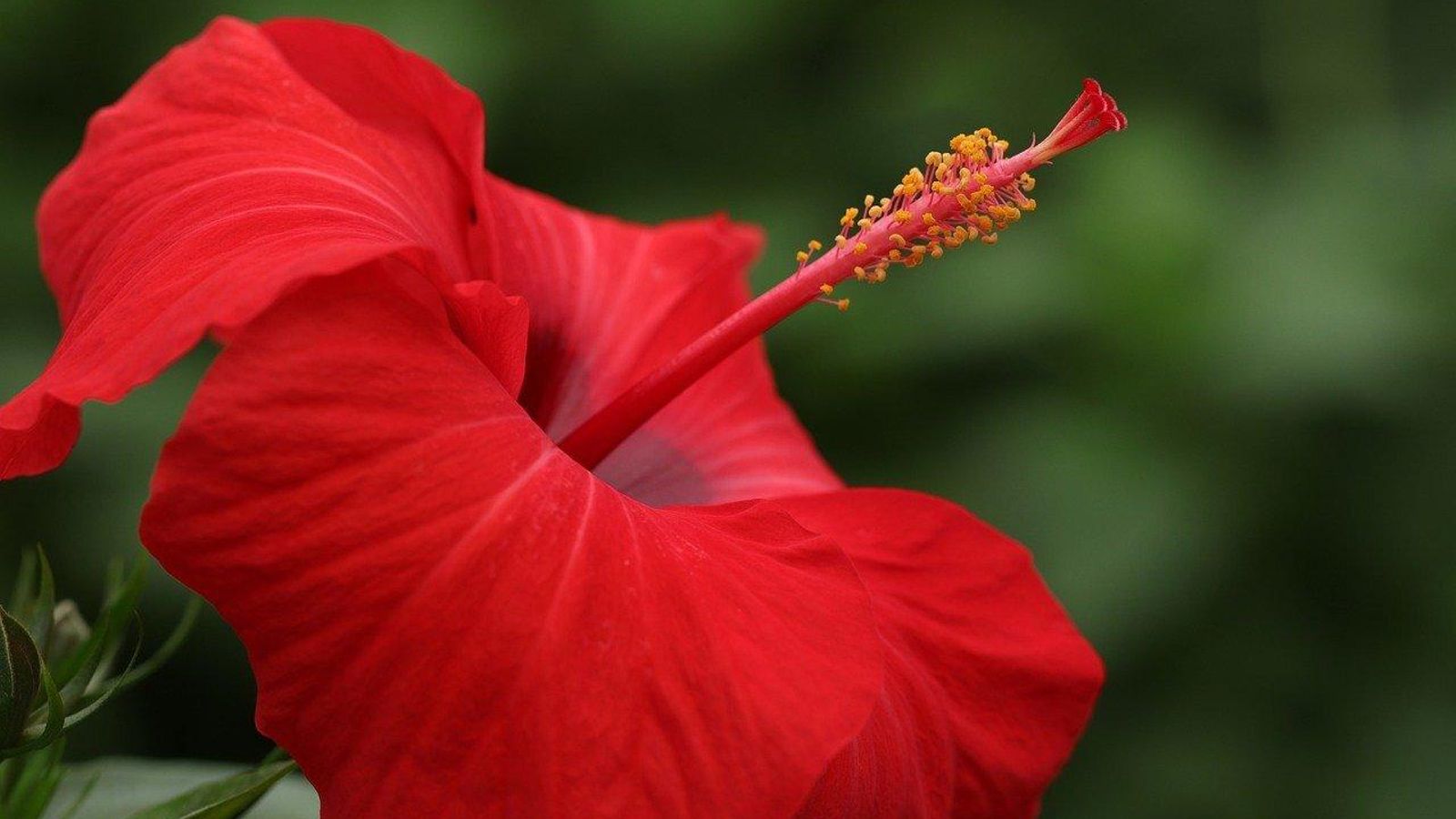 Hibisco rojo que brilla con luz propia
