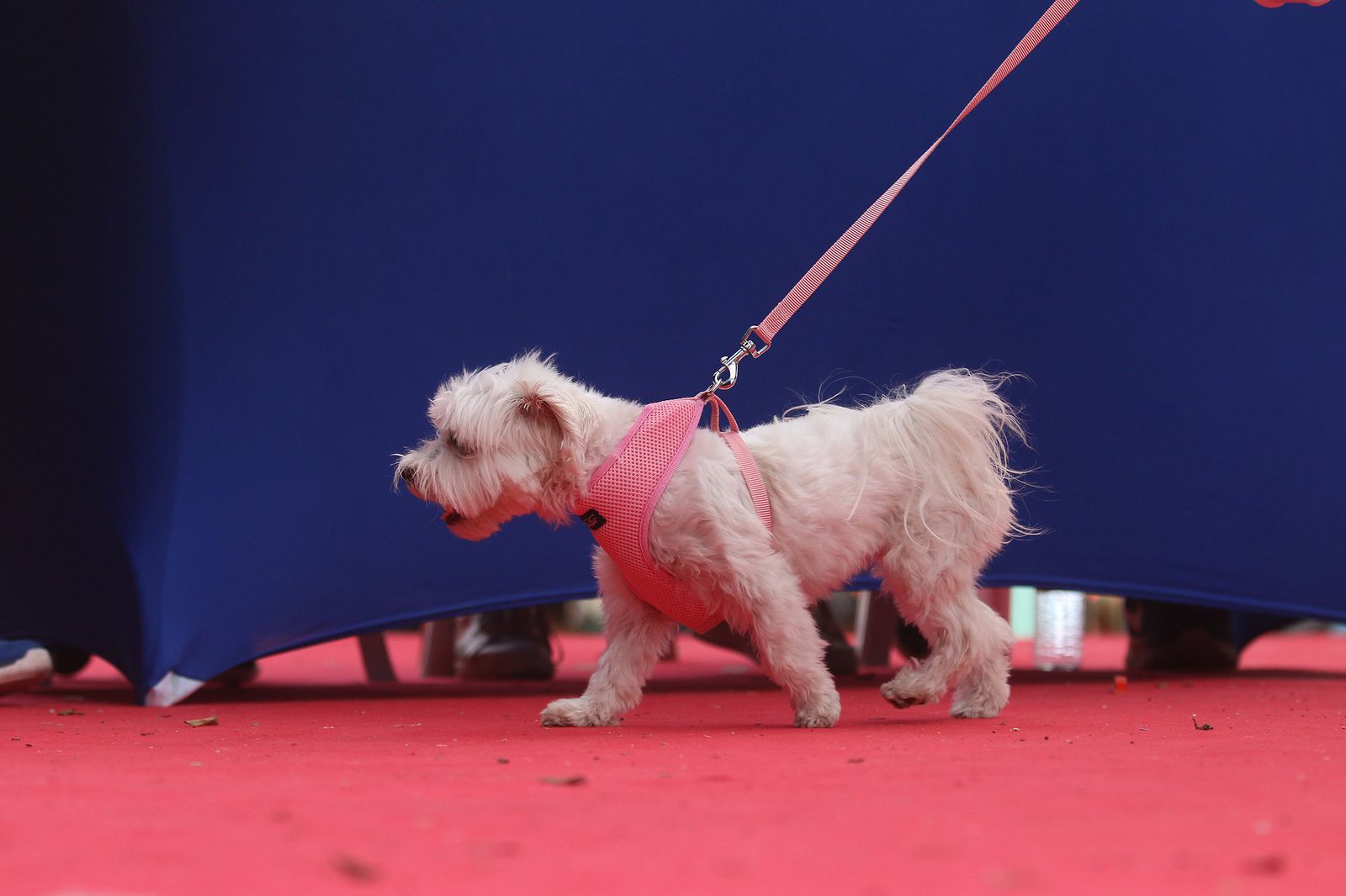 Fotogalería del concurso canino. Feria de Almería 2019