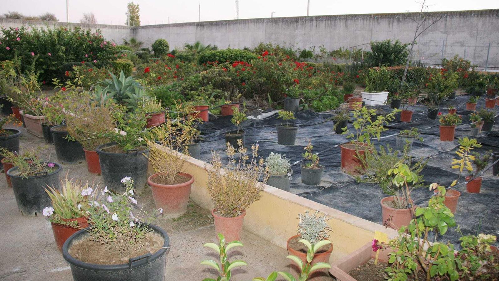 Una imagen del vivero con el que cuenta la cárcel. Una imagen del vivero con el que cuenta la cárcel.