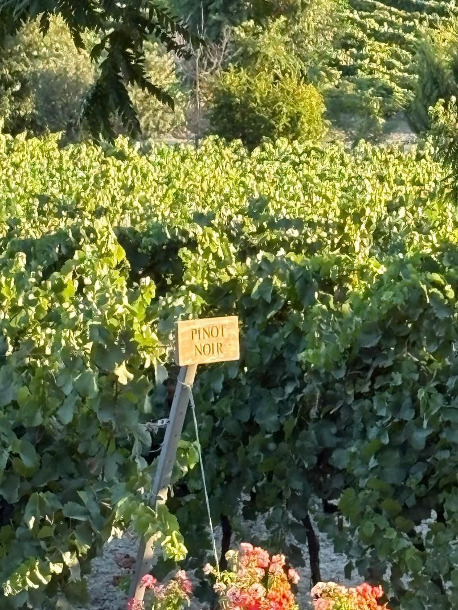 De andar por casa, en imágenes: Cortijo y viñedos en Jerez
