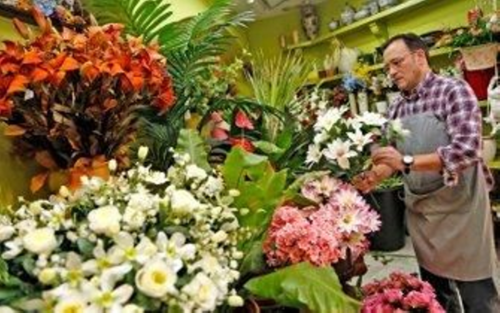 Entre crisantemos y margaritas...