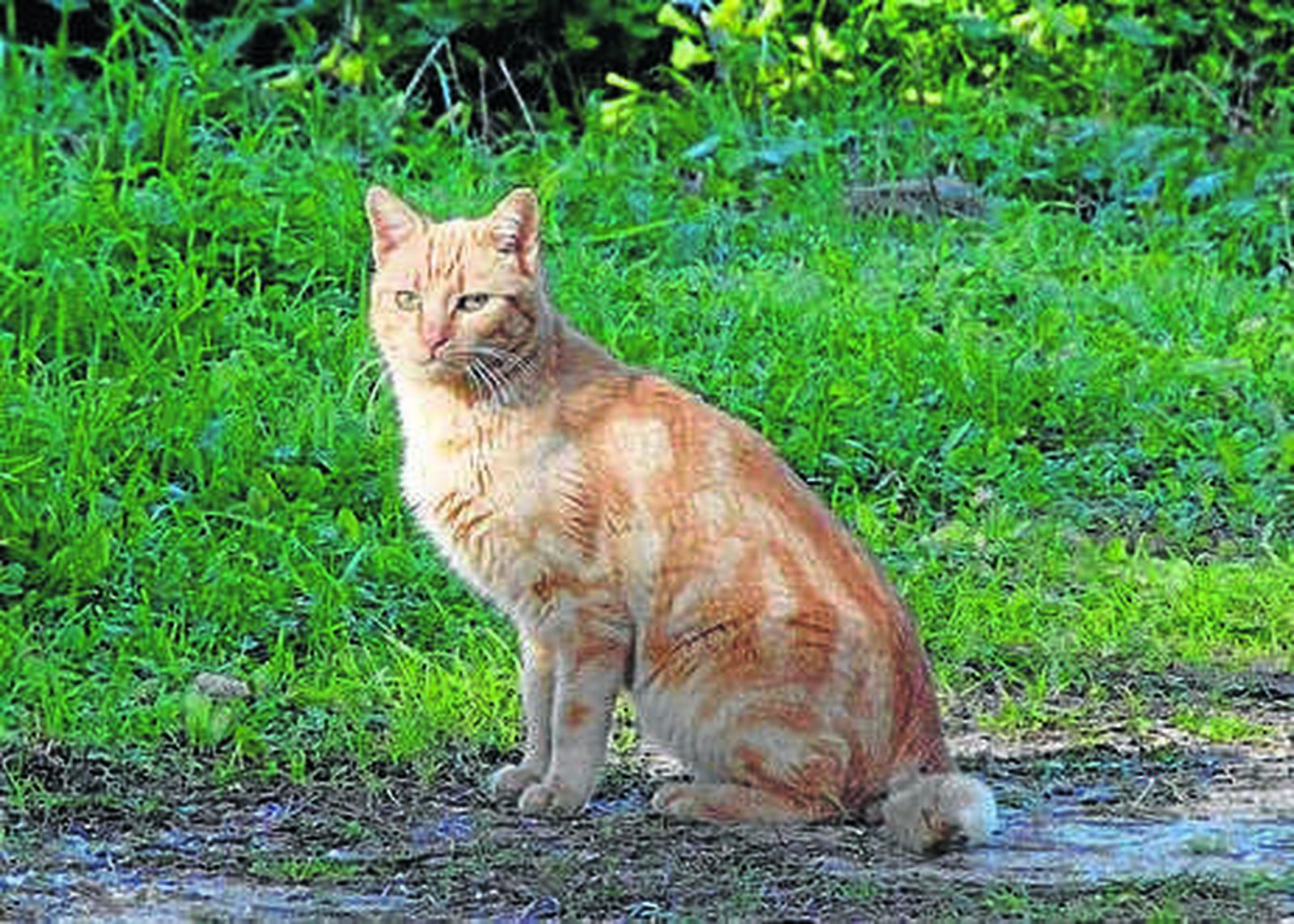 San Telmo, el palacio de los gatos...