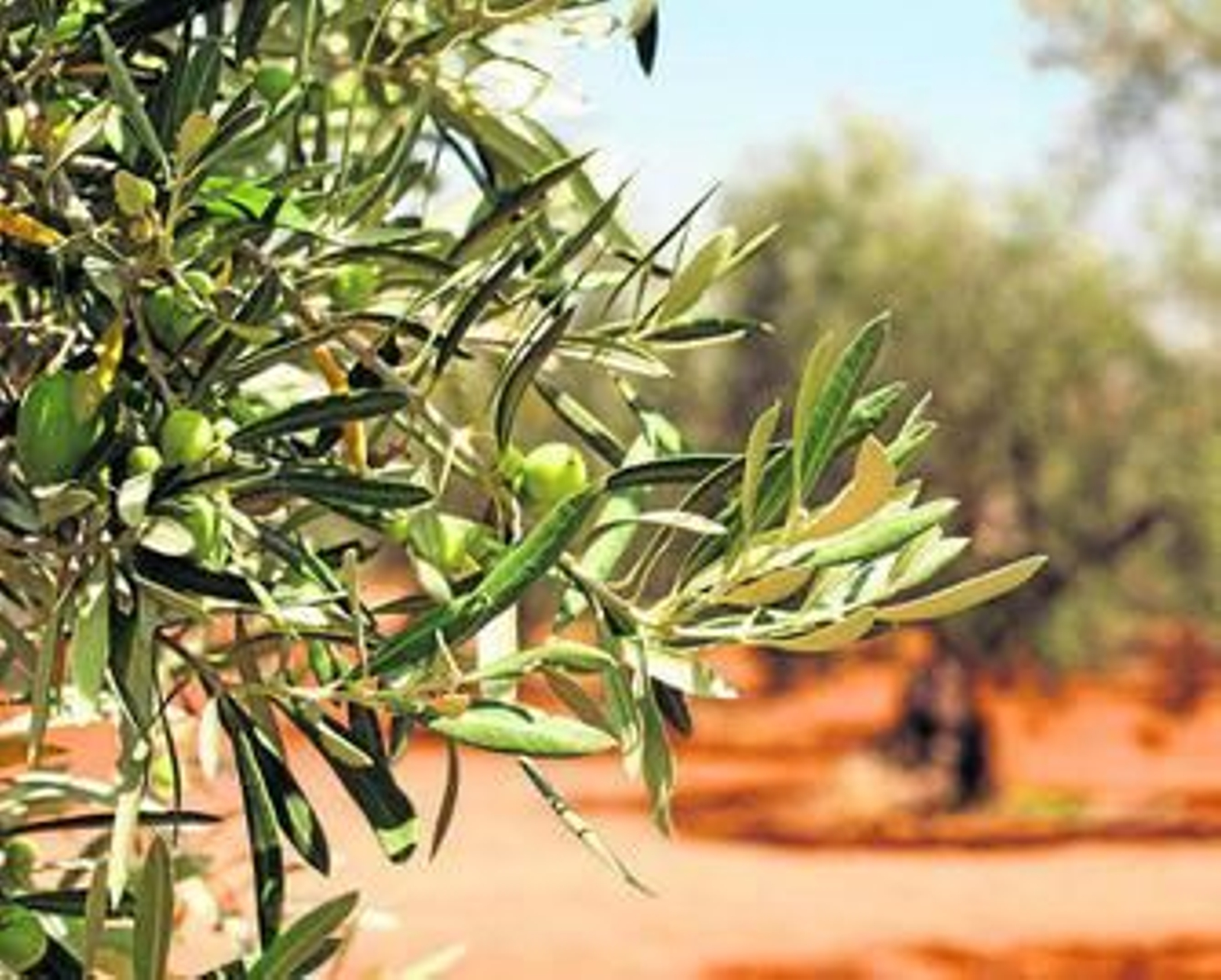 El olivo es uno de los principales cultivos afectados por la bacteria 'Xylella fastidiosa', detectada en el sur de Italia.