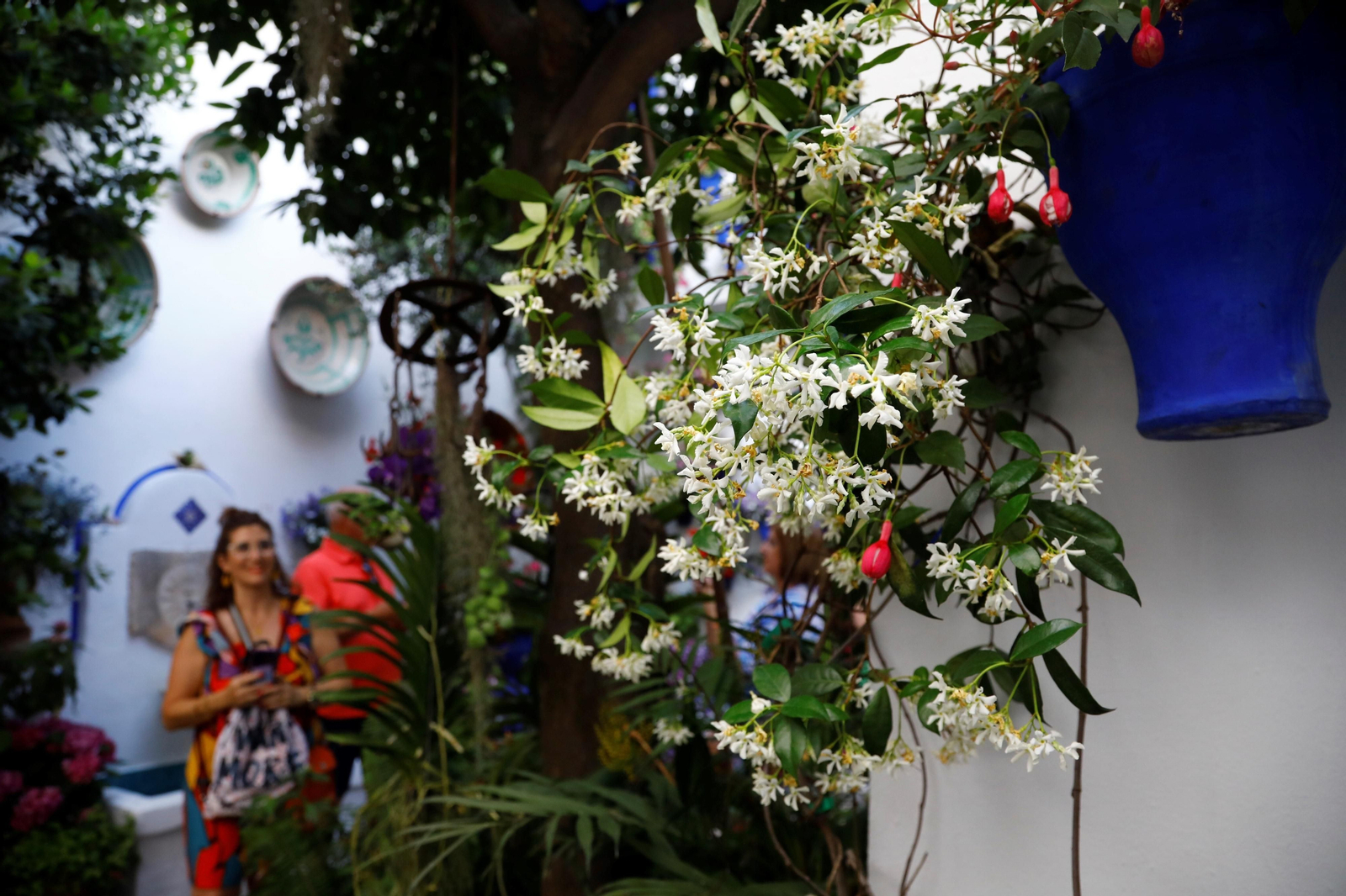 Los ganadores del Concurso de Patios de Córdoba 2023, en imágenes