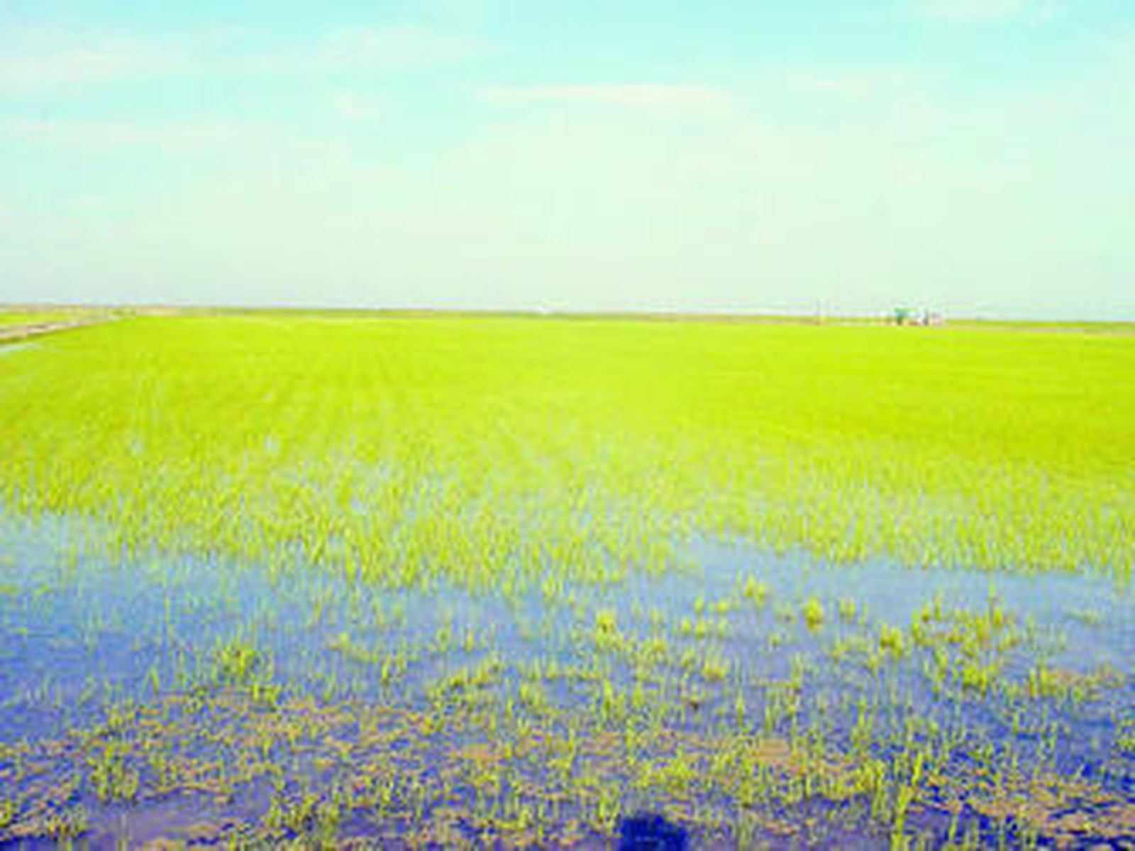 Uno de los arrozales ubicados en Doñana.