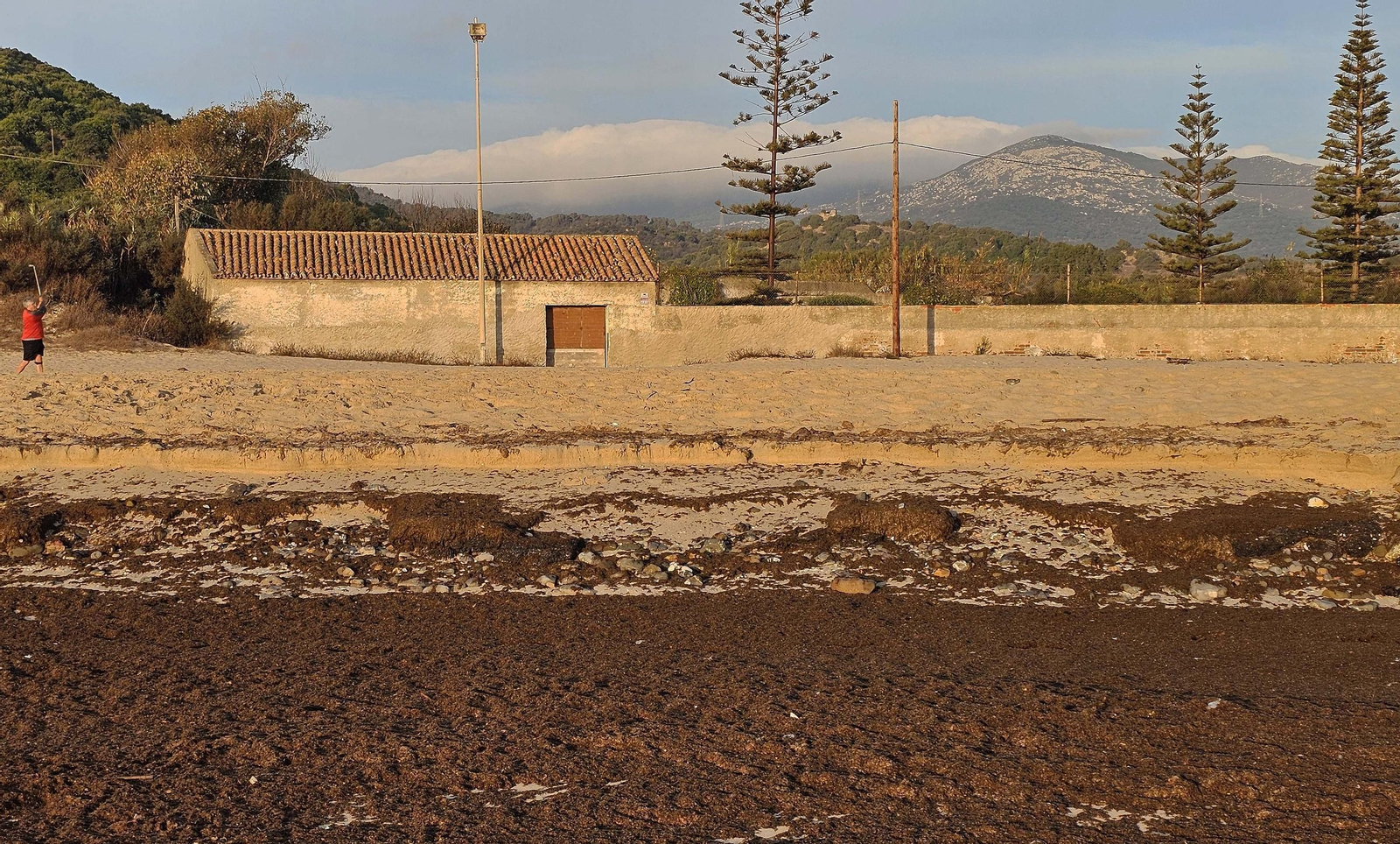 Fotos del nuevo arribazón de alga asiática en la playa de Getares de Algeciras