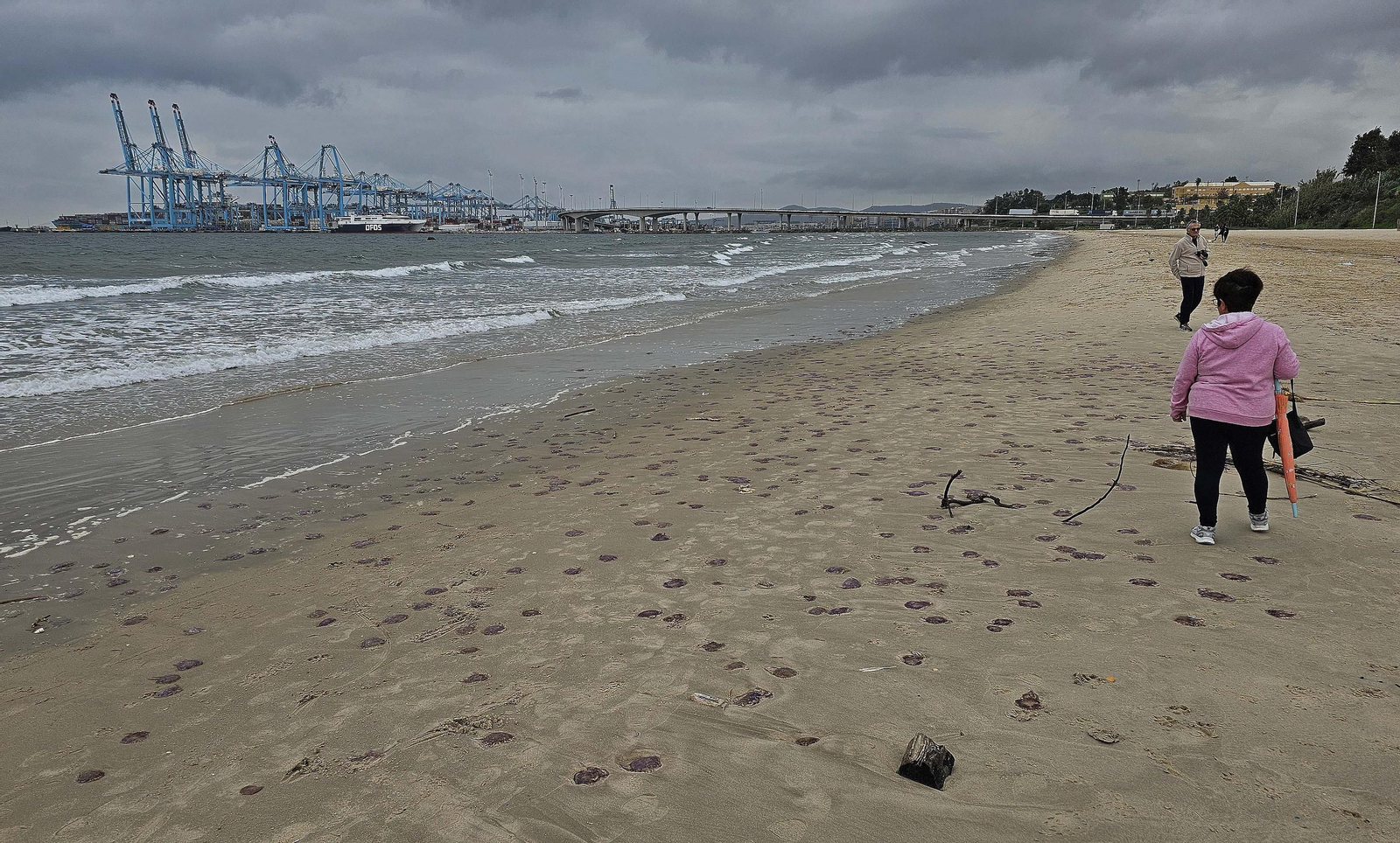 Fotos de las medusas en las playas de Algeciras