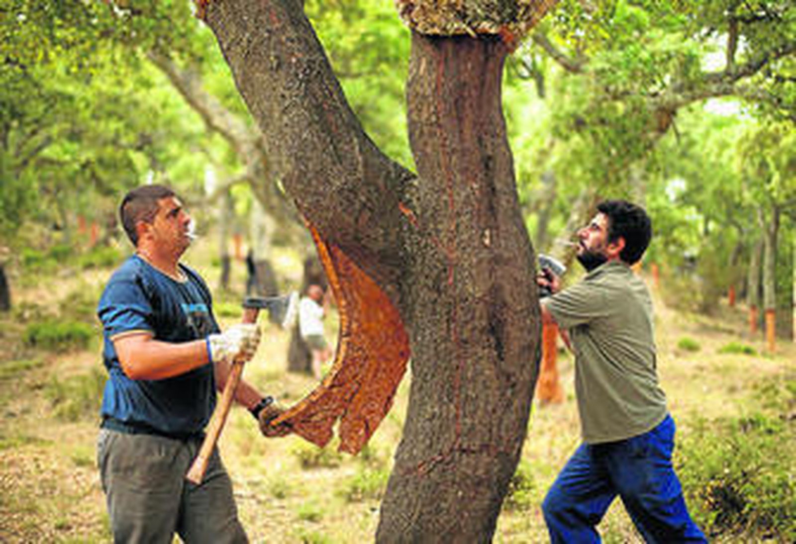 Dos trabajadores, en el proceso de producción de corcho.