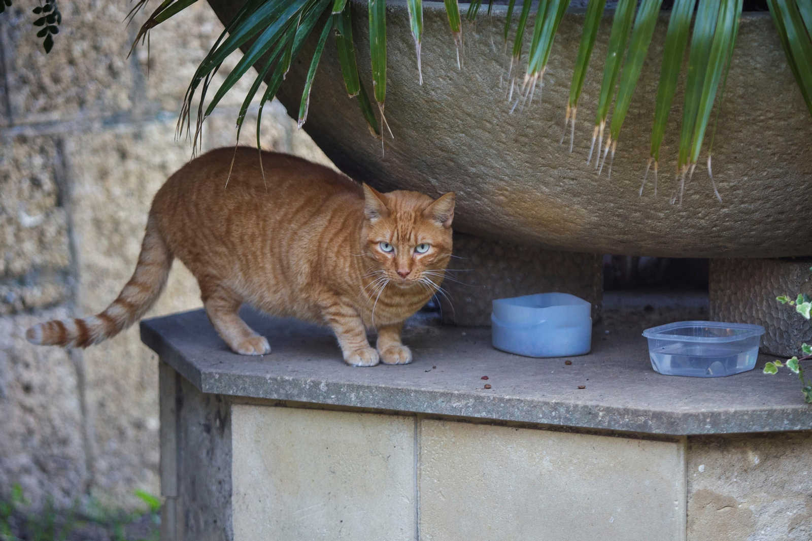 Imágenes del mal estado del Parque Genovés de Cádiz