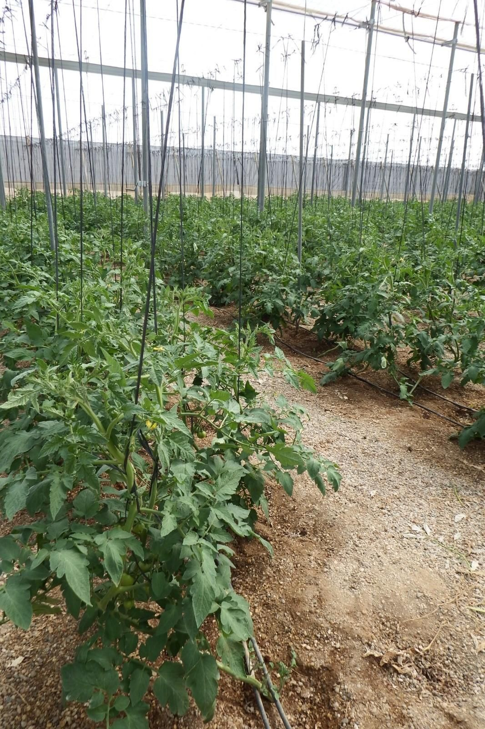 Rafia Biodegradable.