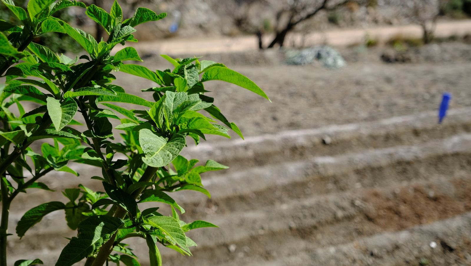 Plantación de patatas.