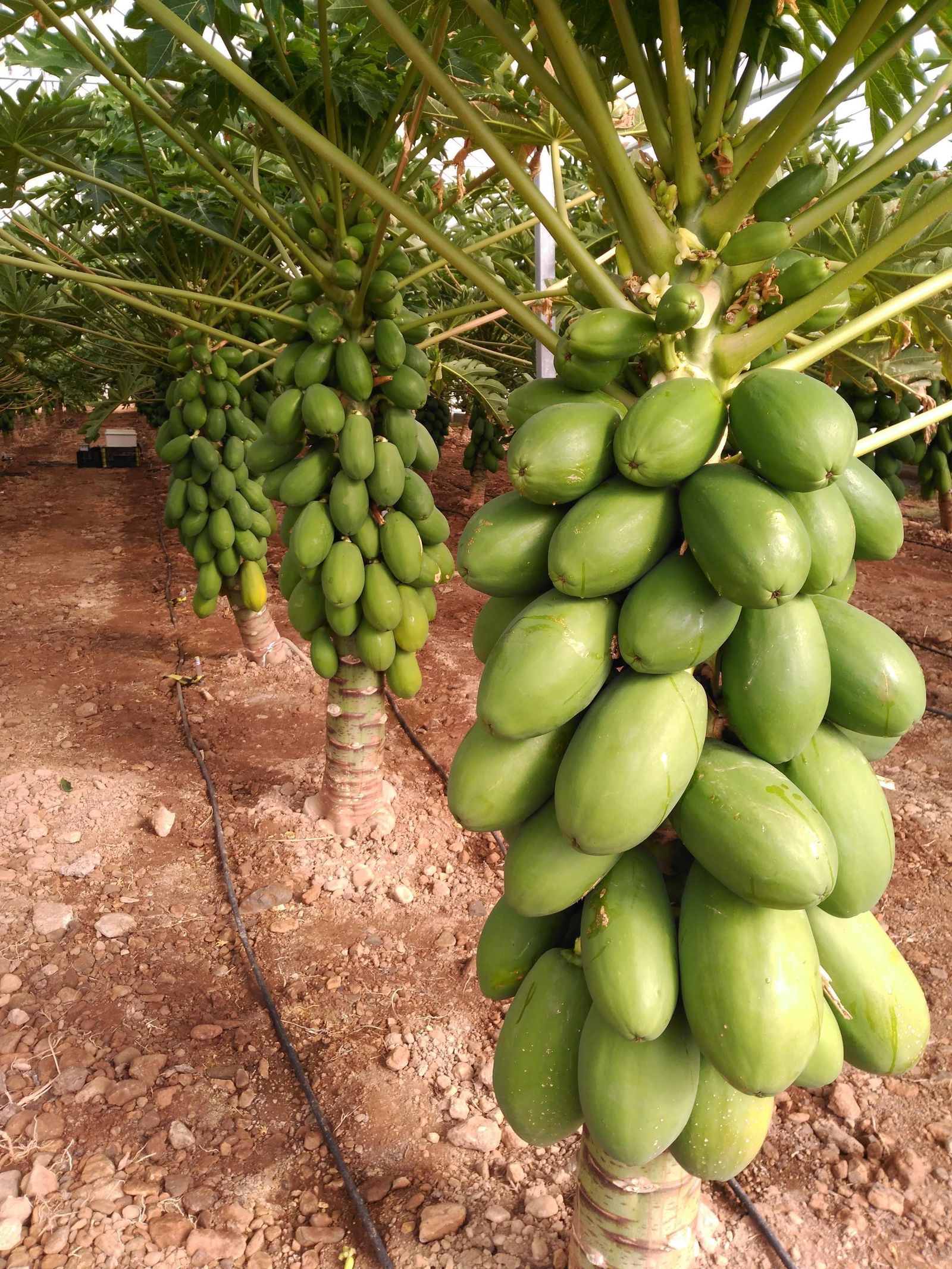 Cultivo en Estación Las Palmerillas.