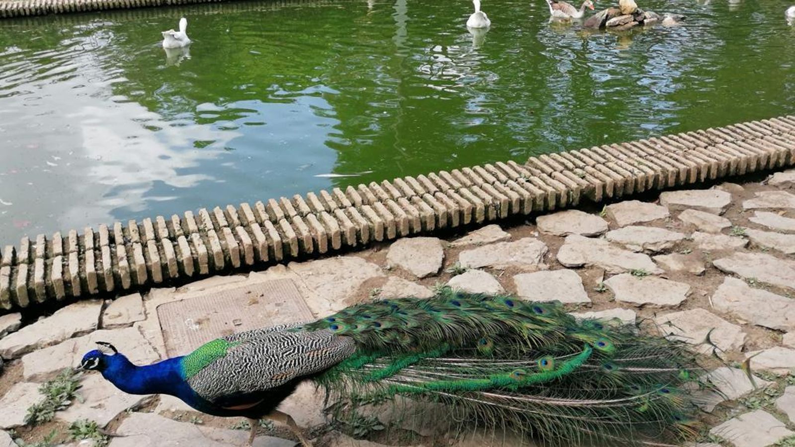 Estanque del Parque de La Toya de Trebujena.