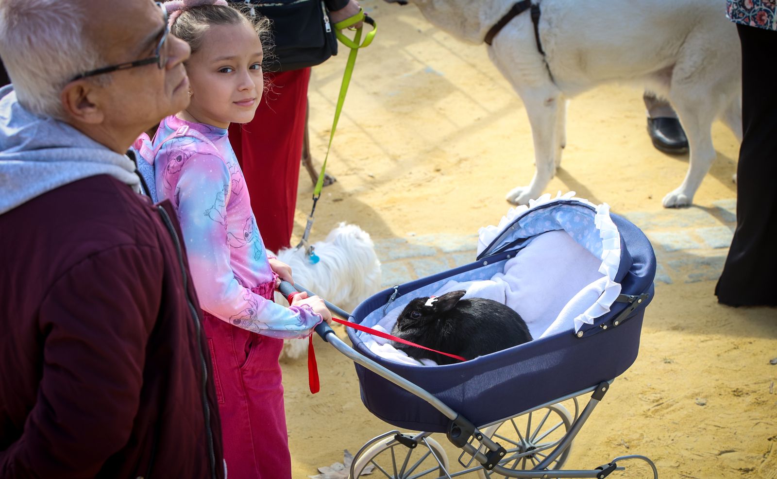 Fiesta de san Antón 2024 en Jerez
